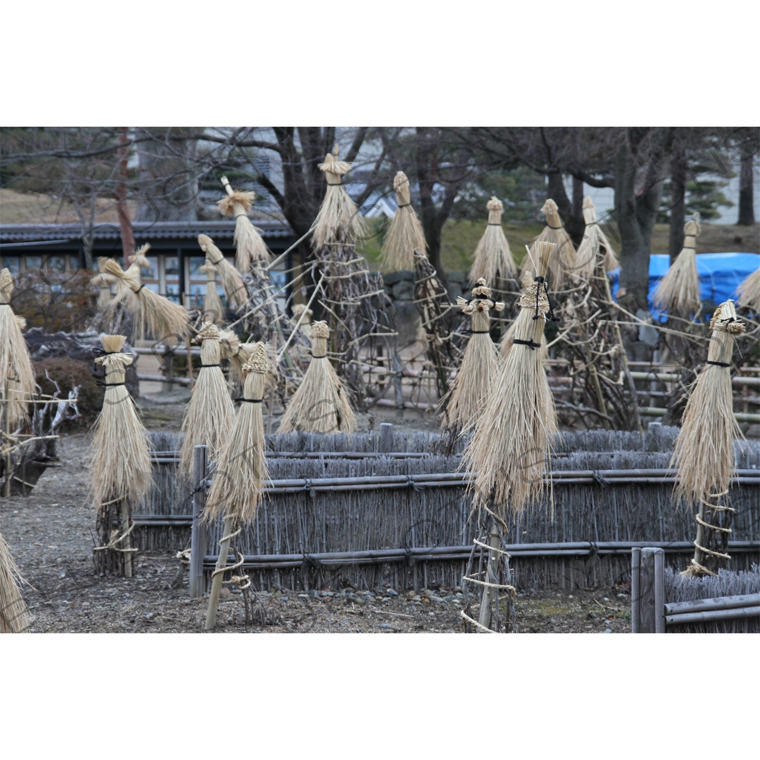 Rice Protectors in Matsumoto Castle in Matsumoto