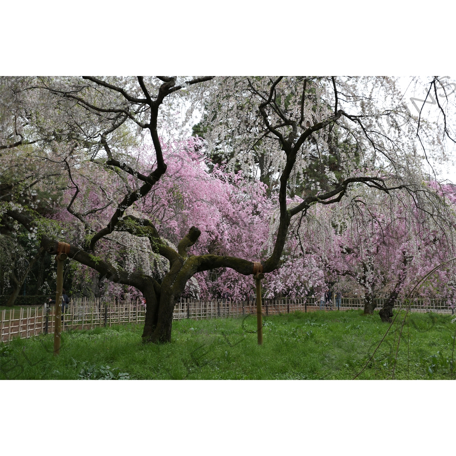 Cherry Blossom in Kyoto Gyoen/Imperial Palace Park in Kyoto