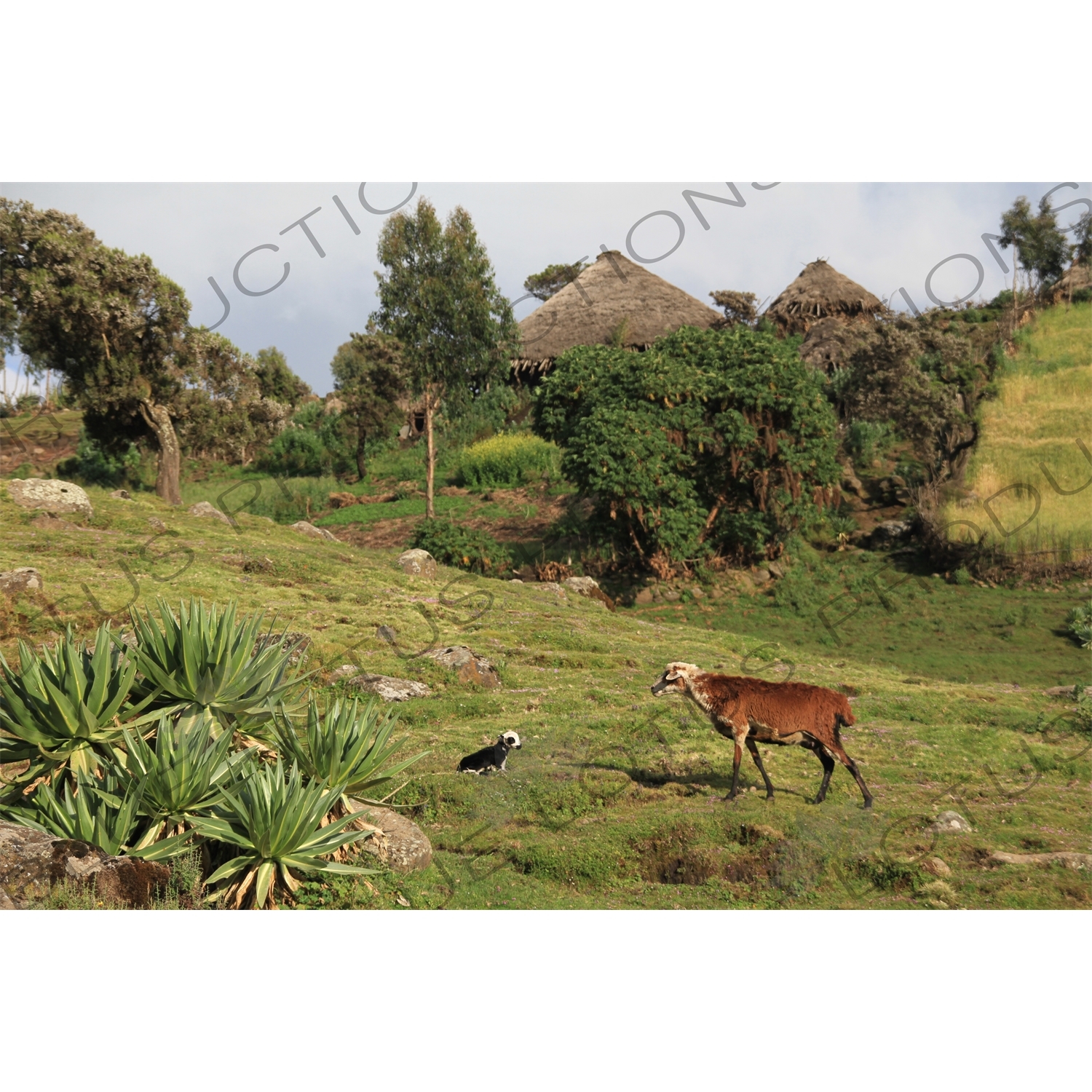 Goats near a Hut in Simien Mountains National Park