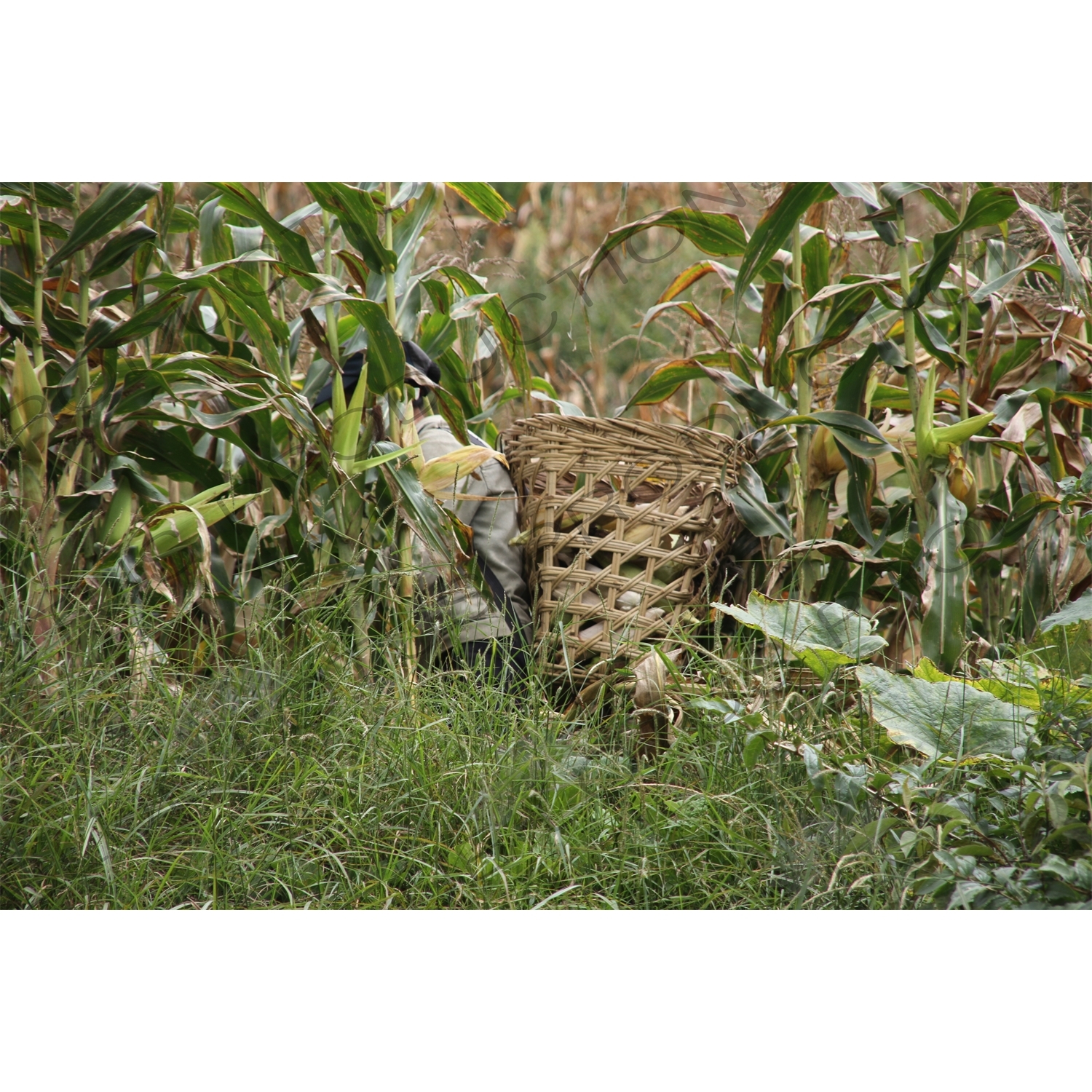 Farmer Picking Corn in Fields near the Jinsha River in the Tiger Leaping Gorge (Hu Tiao Xia) Scenic Area