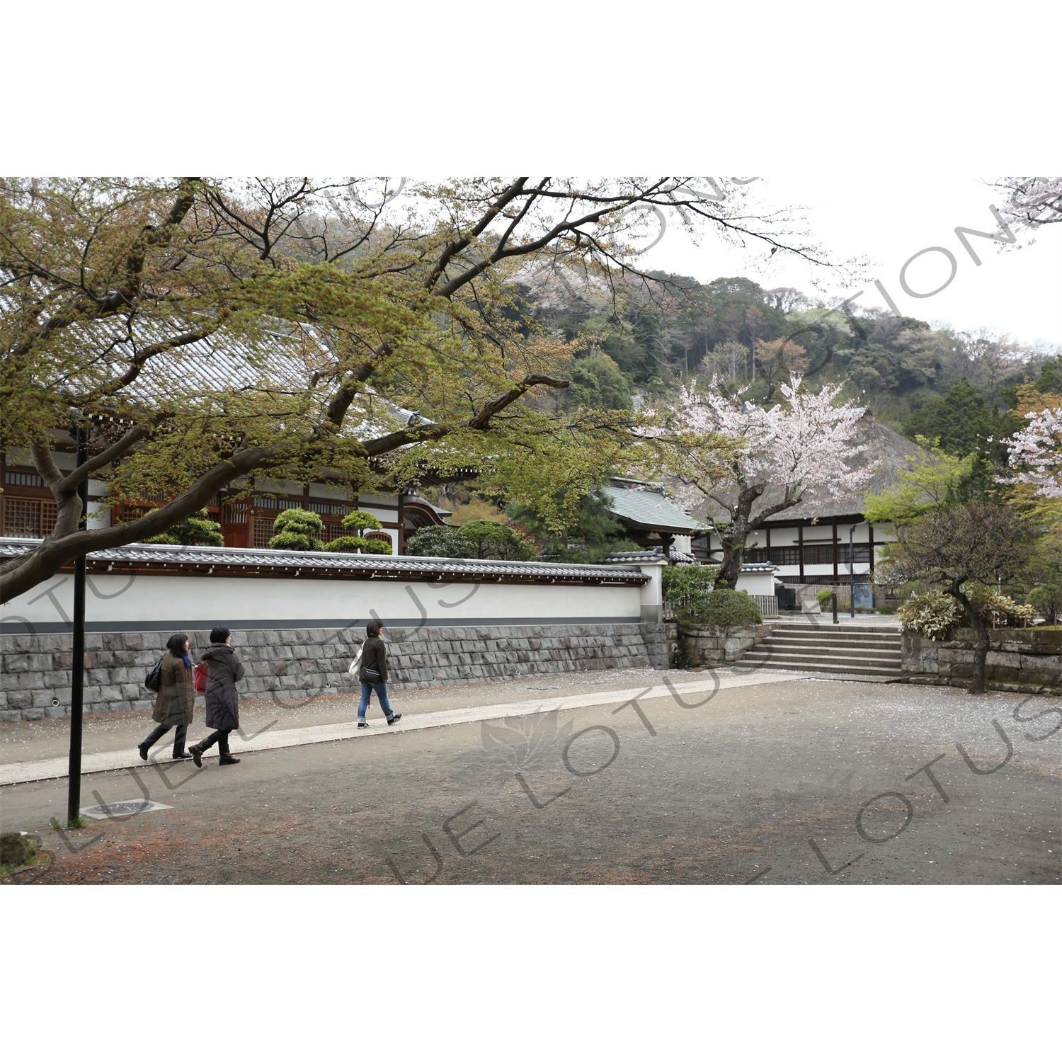 Temple Buildings and Cherry Blossom Trees around the Sanmon of Engaku-ji in Kamakura