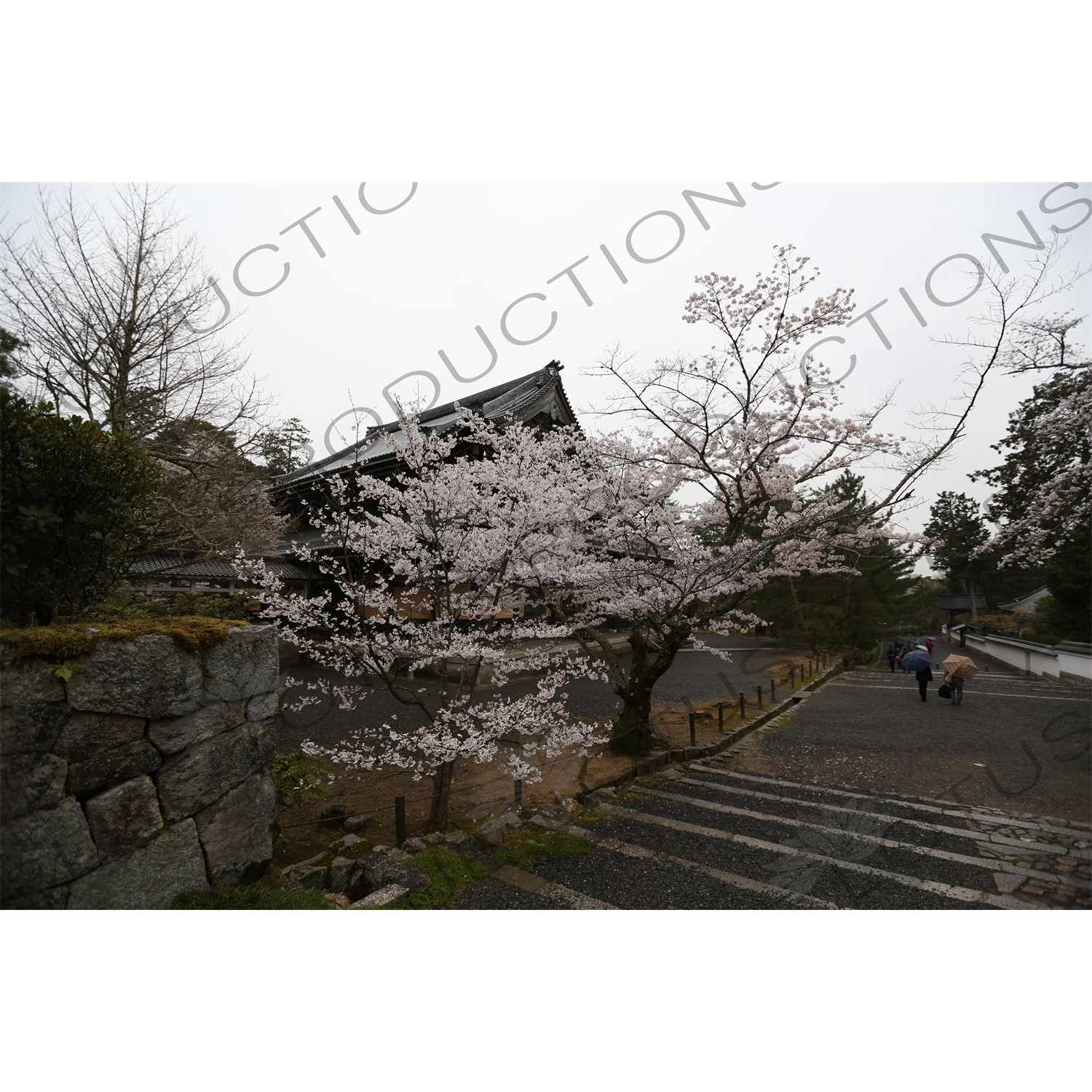 Cherry Blossom Tree on the Biwako Incline in Kyoto