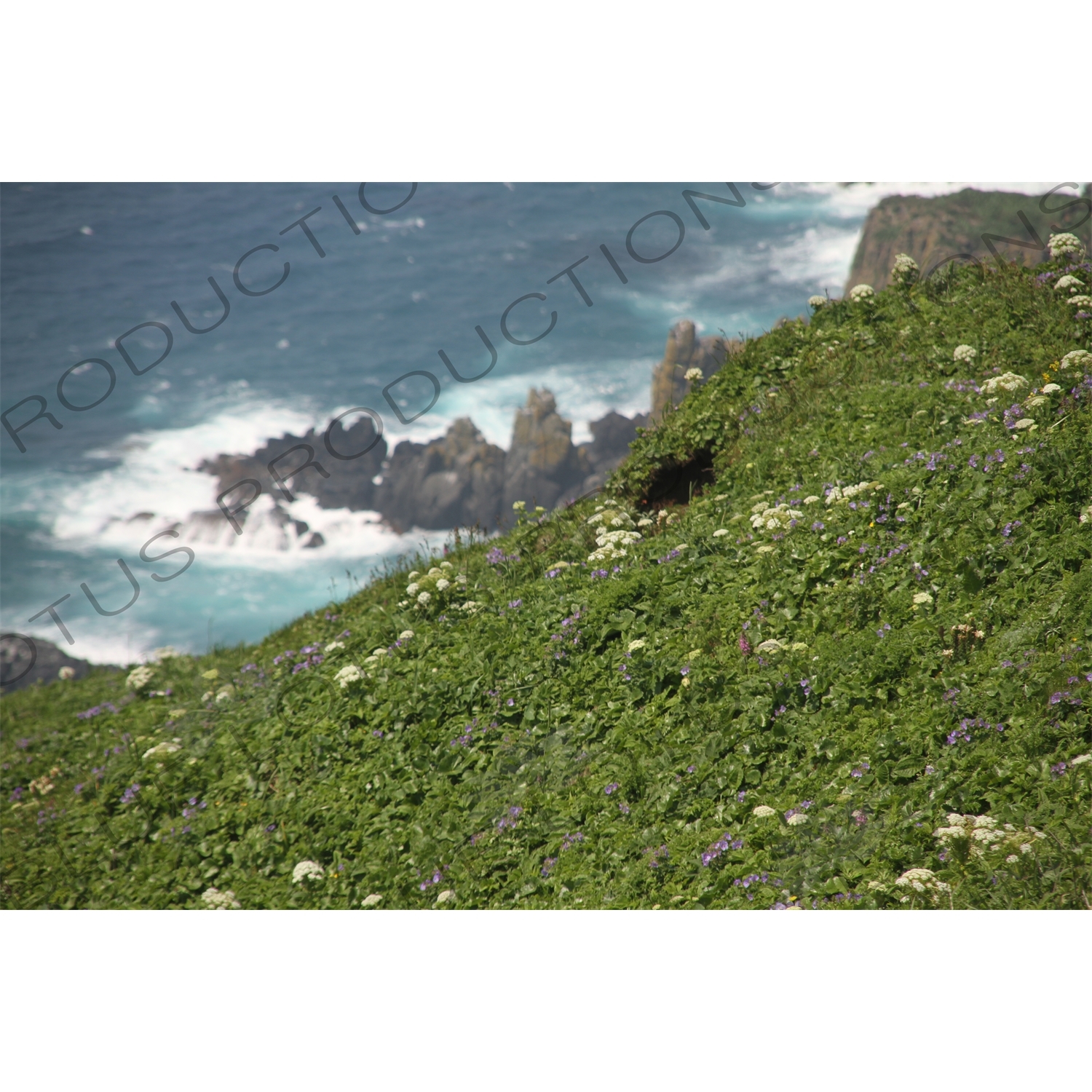 Flowers along the Coastline of Rebun