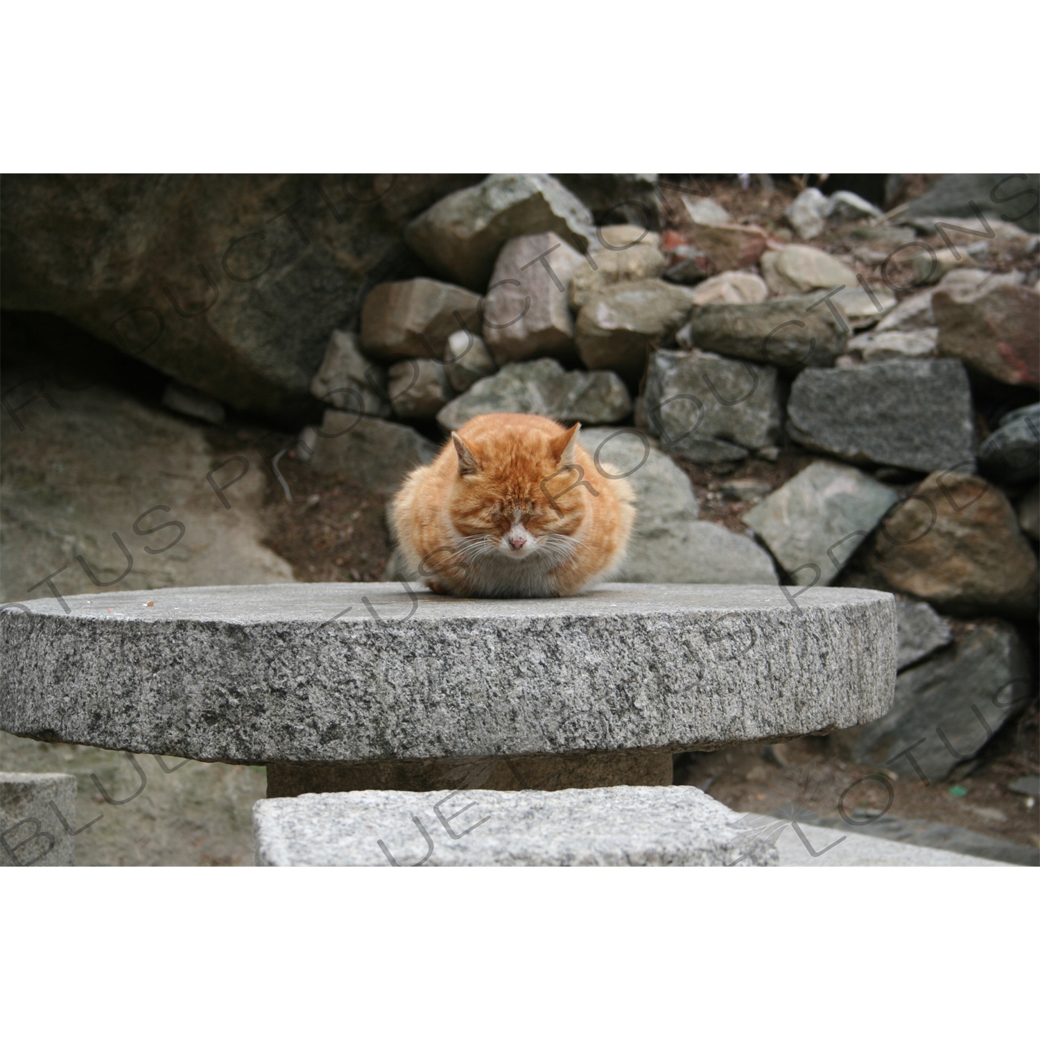 Cat on a Table on Mount Tai (Tai Shan) in Shandong Province