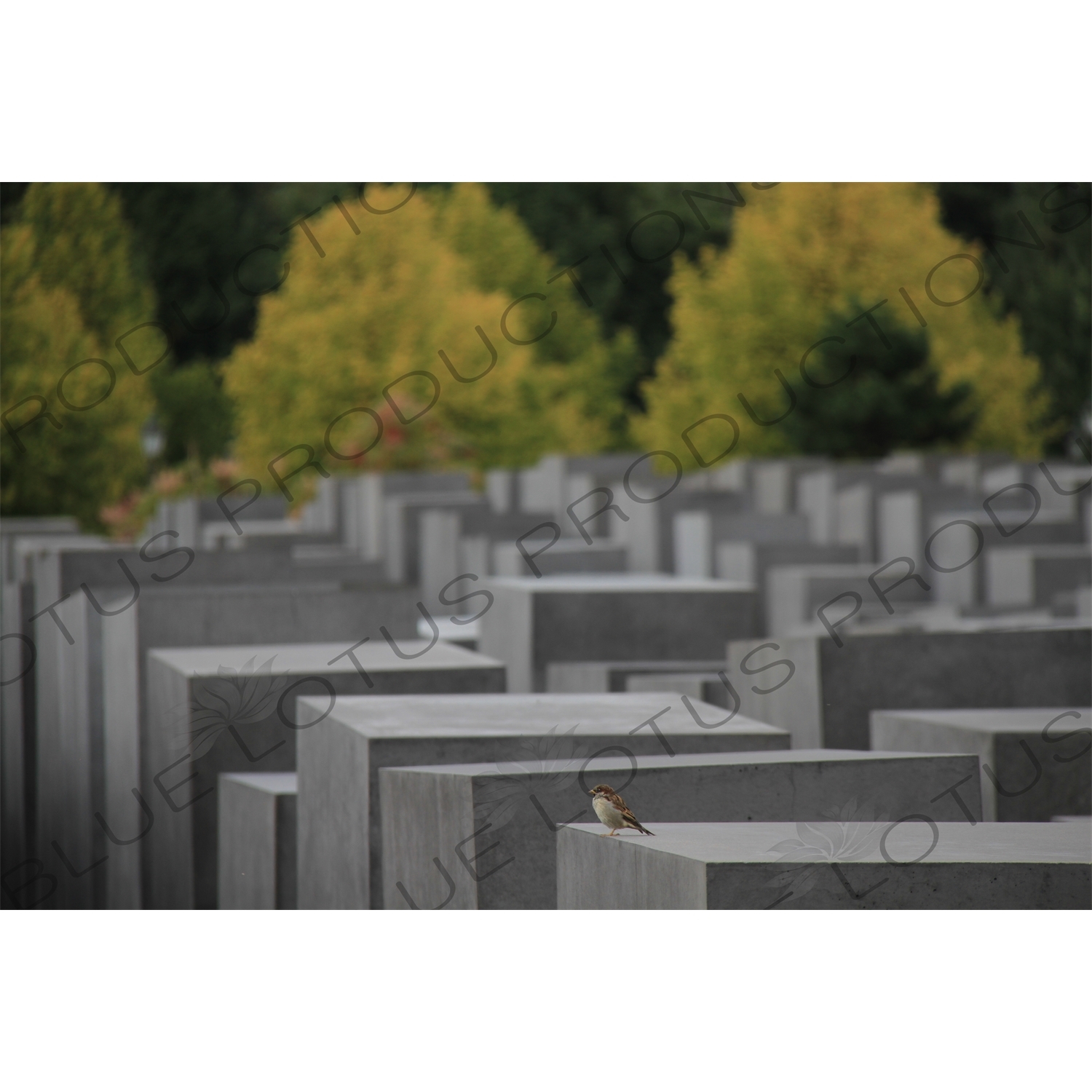 Memorial to the Murdered Jews of Europe/Holocaust Memorial in Berlin