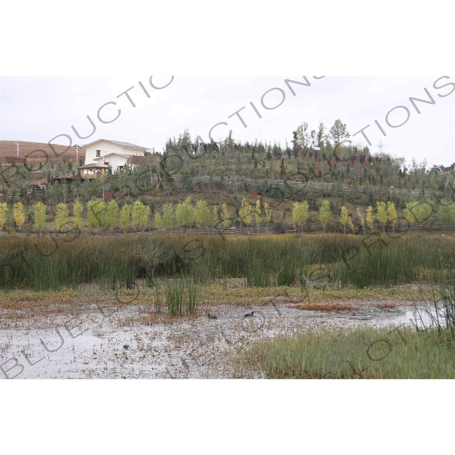 Wetlands in the Grounds of the Ganden Sumtsenling Monastery (Songzanlin Si) near Shangri-La/Zhongdian (Xiang Ge Li La) City