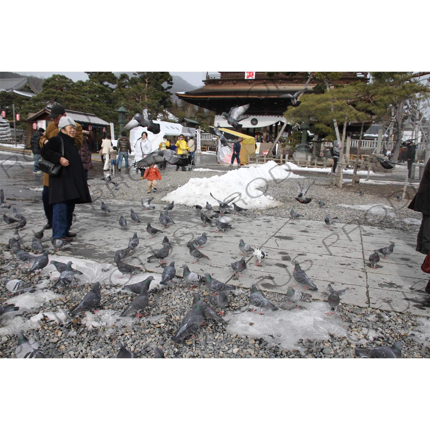 Pigeons in Zenko-ji in Nagano