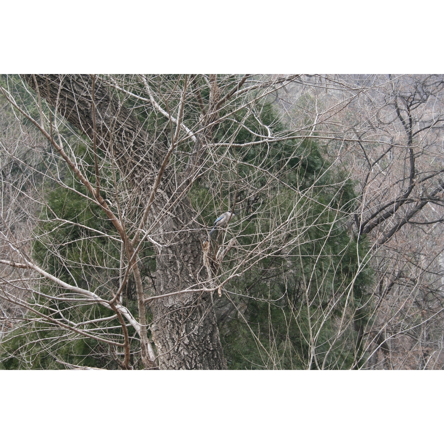 Bird in a Tree at the Foot of Mount Tai (Tai Shan) in Shandong Province