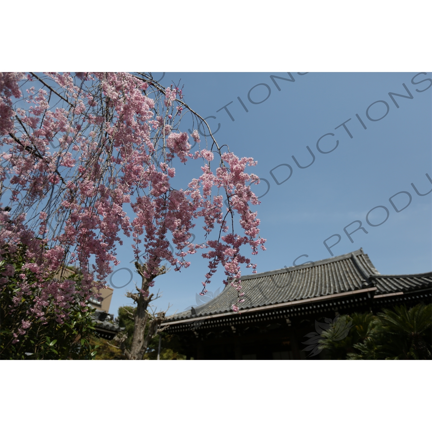 Cherry Blossom Tree in Kofukuji in Nara