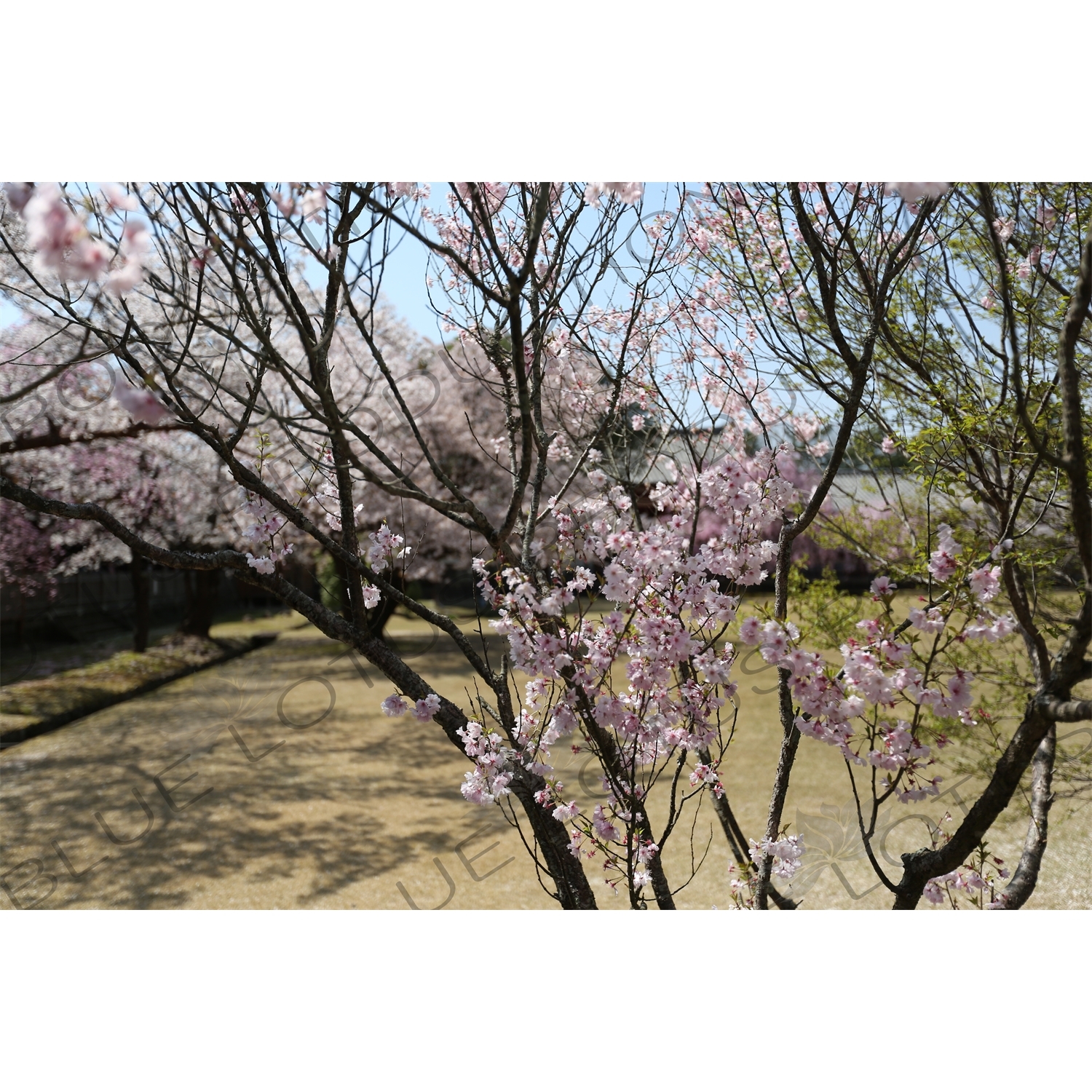 Cherry Blossom outside Big Buddha Hall (Daibutsuden) of Todaiji in Nara