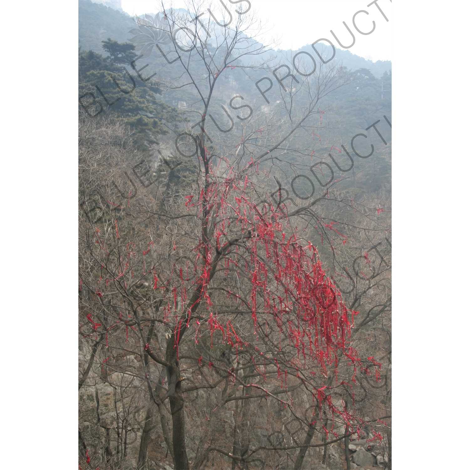 Good Luck Charms on a Tree on Mount Tai (Tai Shan) in Shandong Province