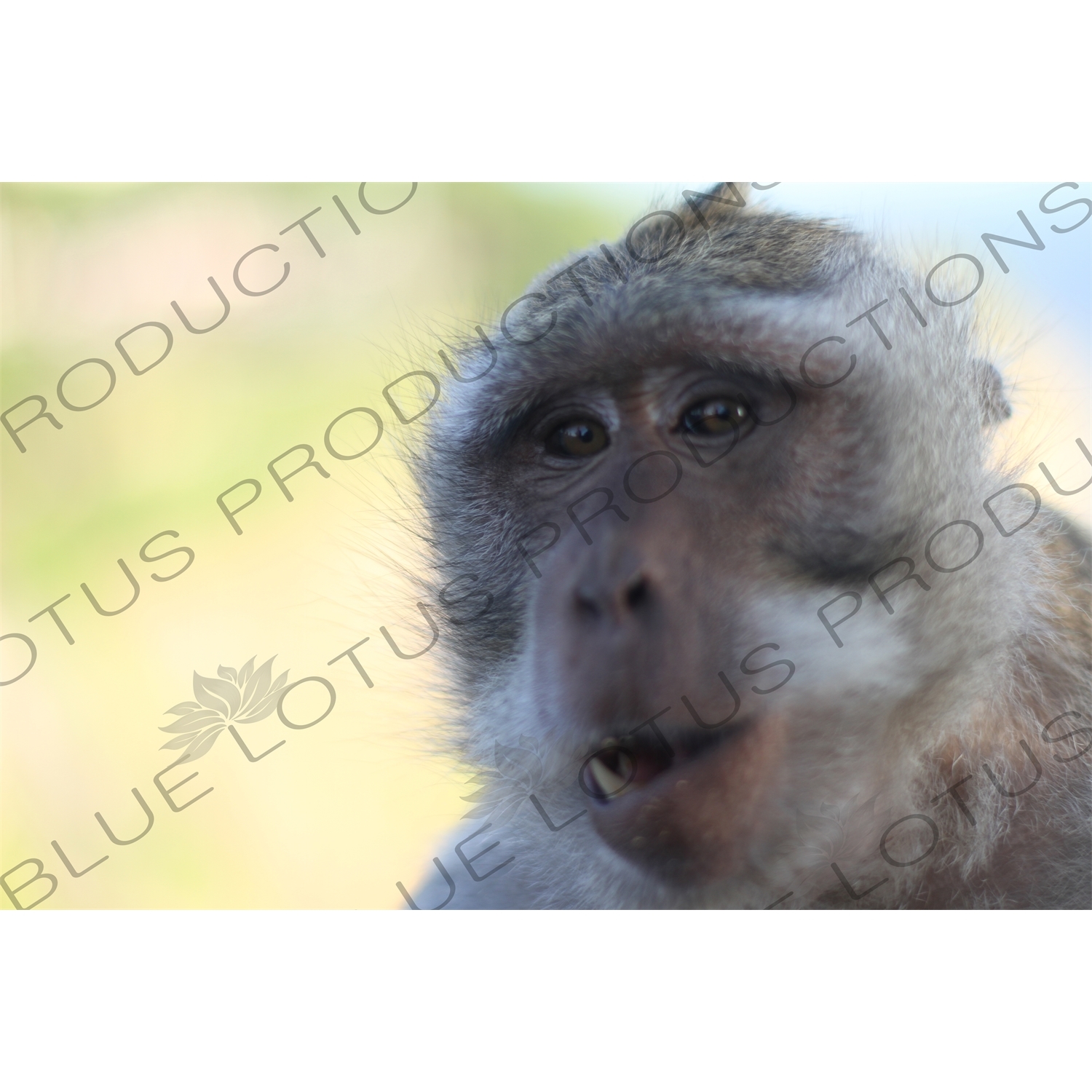 Crab Eating Macaque in the Ubud Monkey Forest in Bali