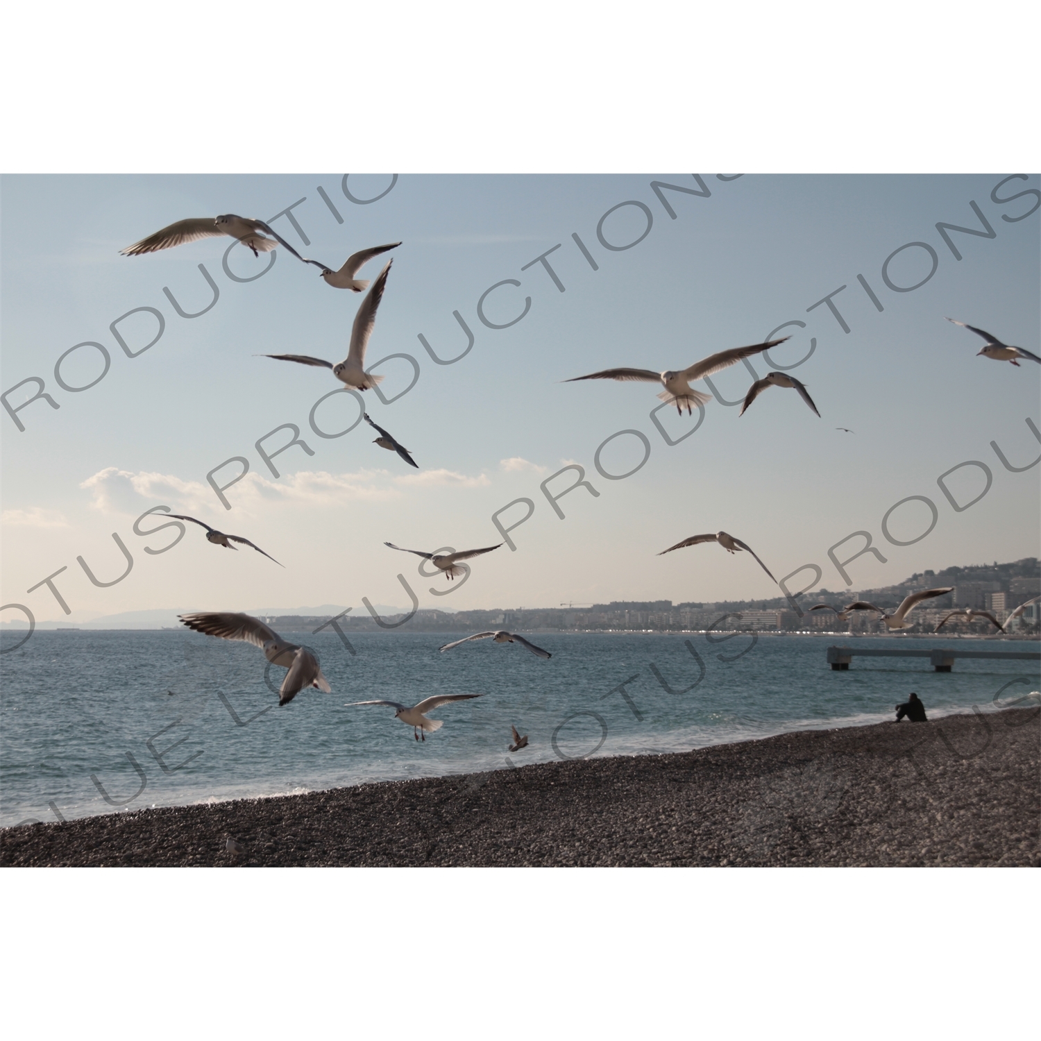 Seagulls on the Beach in Nice