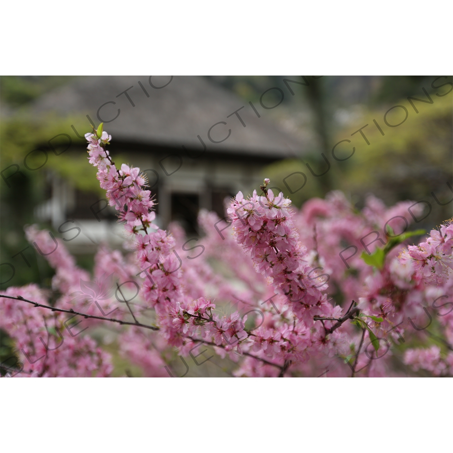 Cherry Blossom (Sakura) in Engaku-ji in Kamakura