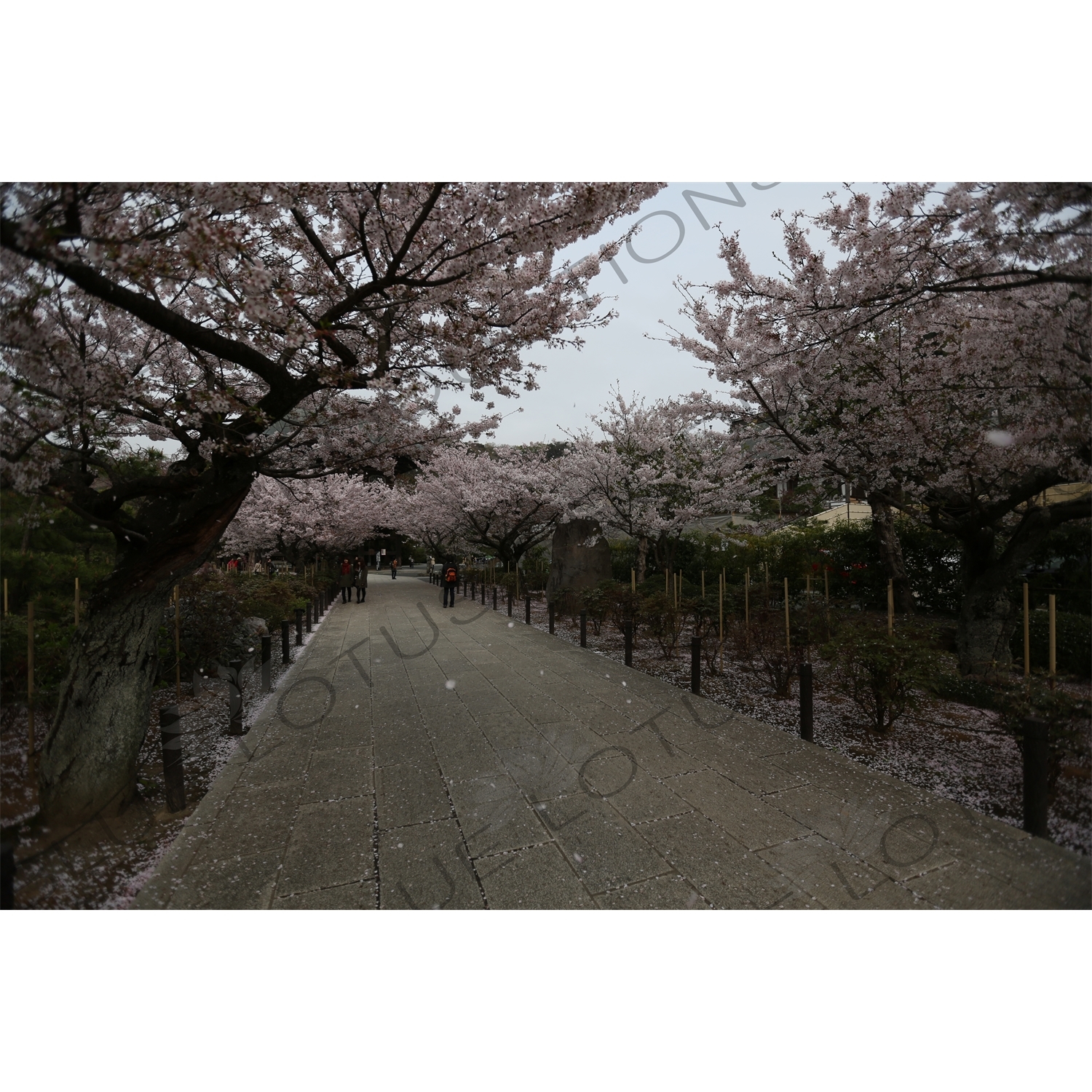 Cherry Blossom Trees in Kencho-ji in Kamakura