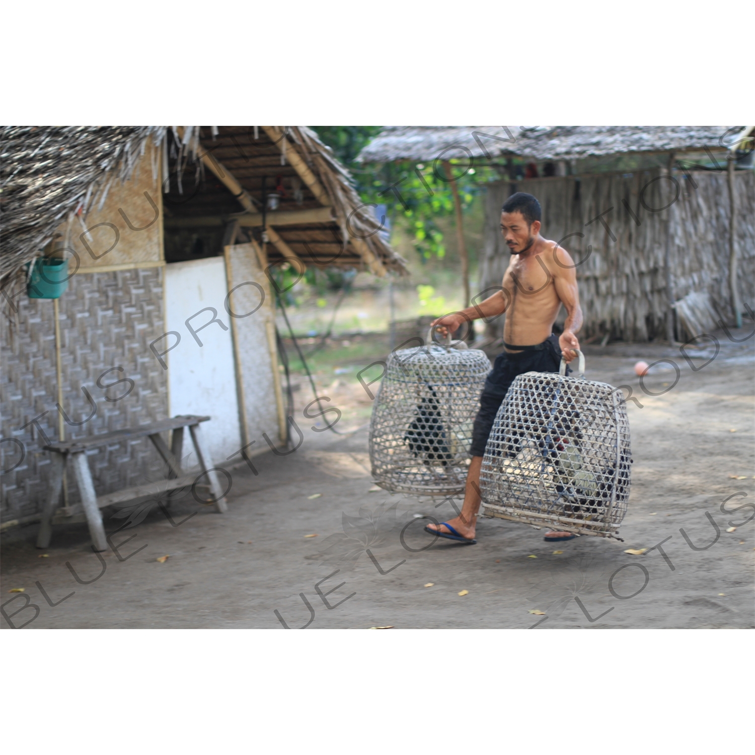 Man Carrying Caged Roosters on Gili Meno