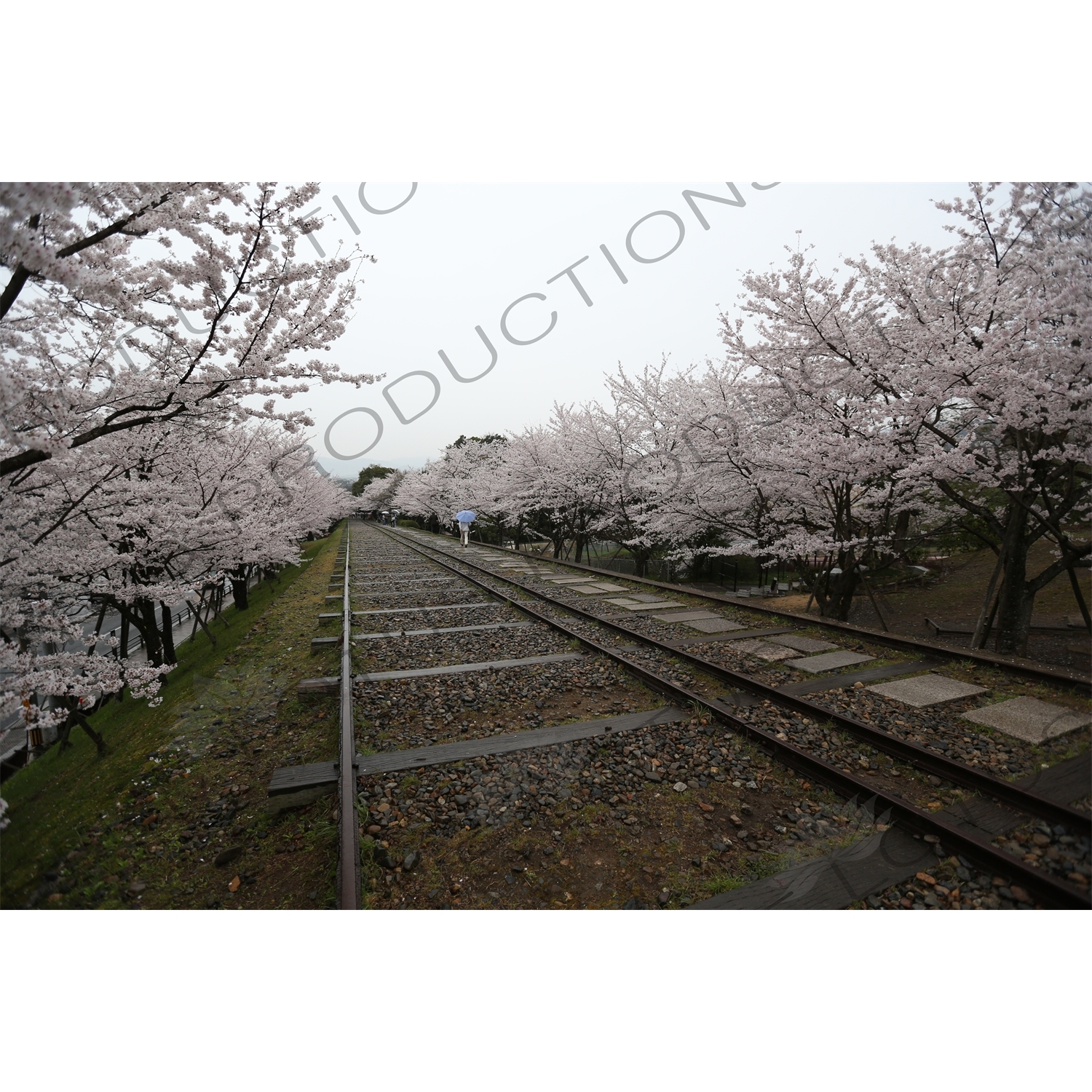 Cherry Blossom Trees on the Biwako Incline in Kyoto