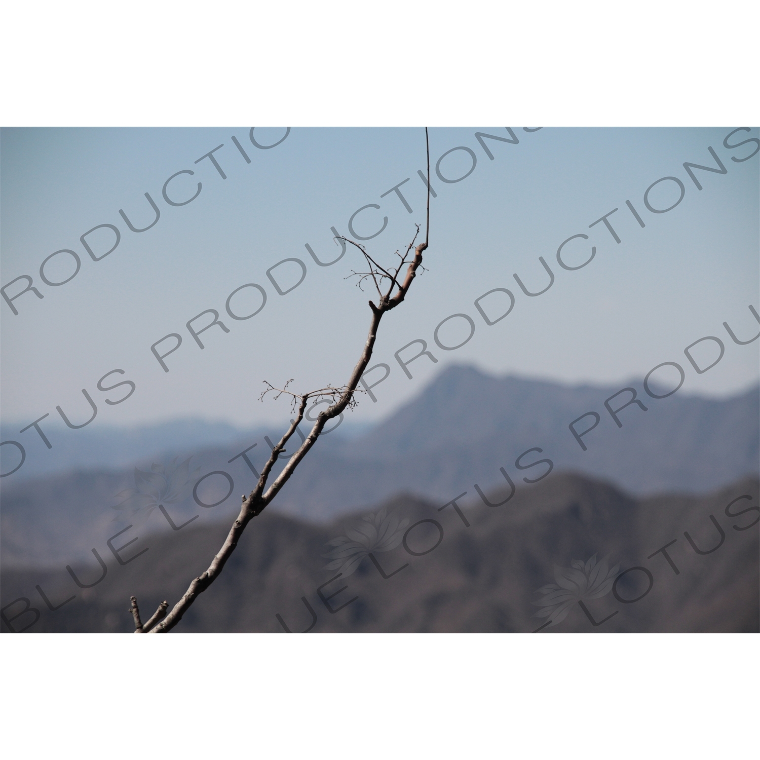 Tree Branch on the Mutianyu Section of the Great Wall of China (Wanli Changcheng) near Beijing