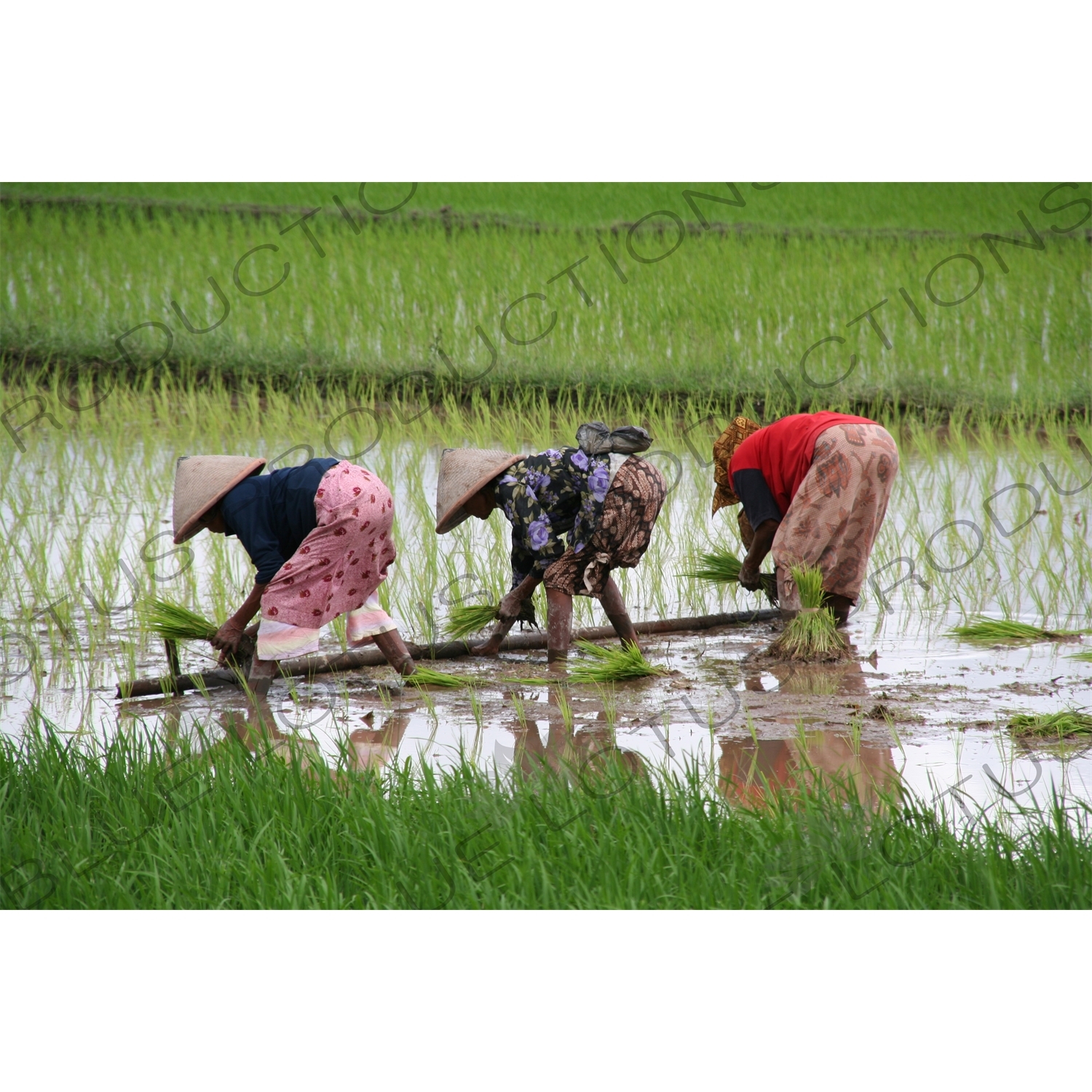 Farmers Planting Rice in Paddy Fields near Yogyakarta