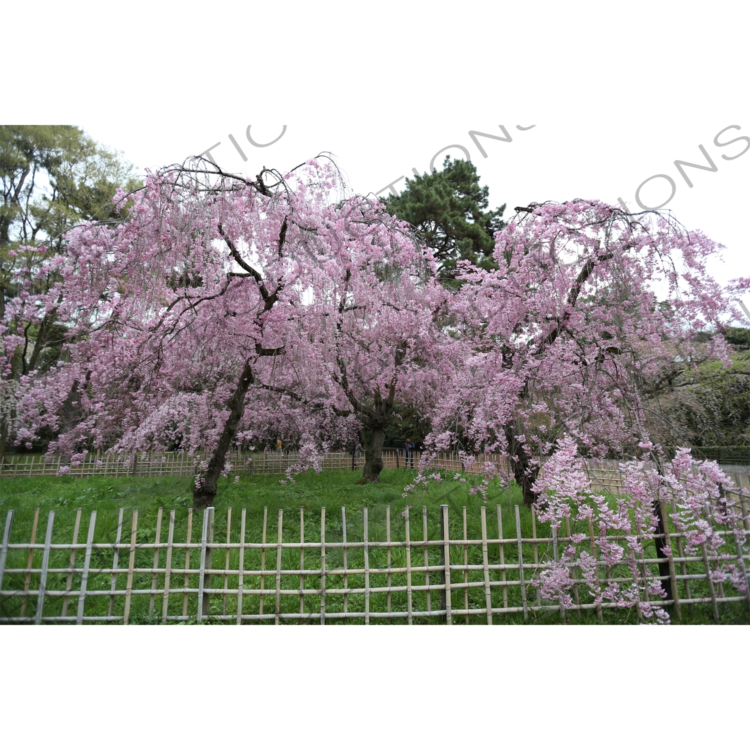 Cherry Blossom in Kyoto Gyoen/Imperial Palace Park in Kyoto