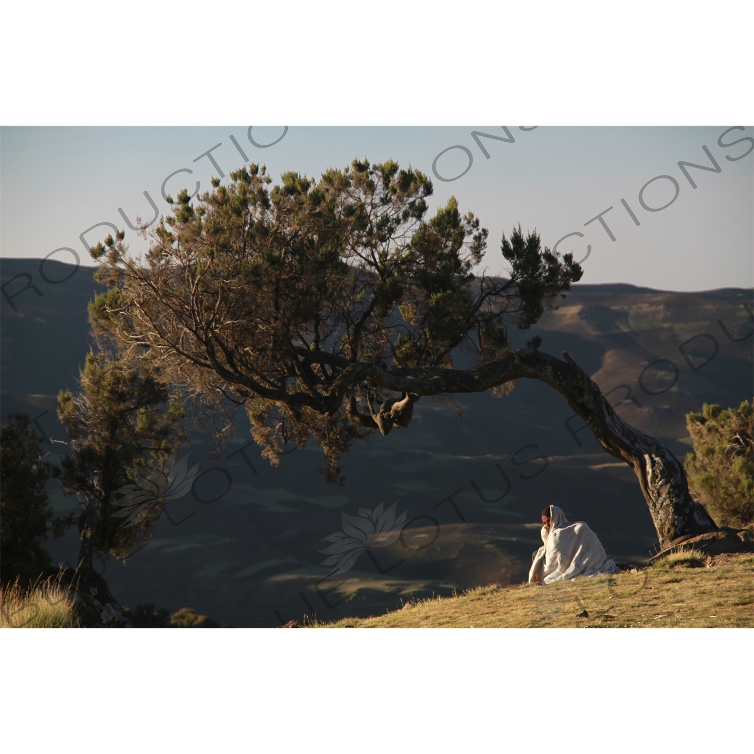 Woman Sitting under a Tree in Simien Mountains National Park