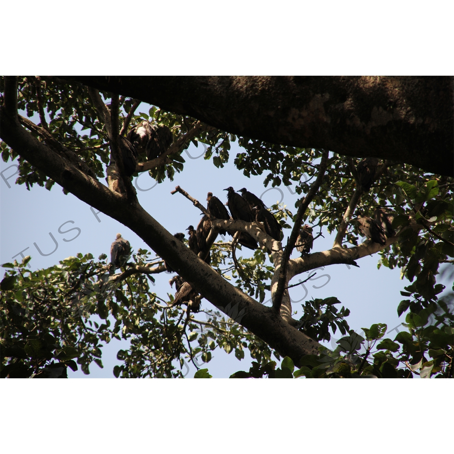 Vultures in a Tree by Lake Tana