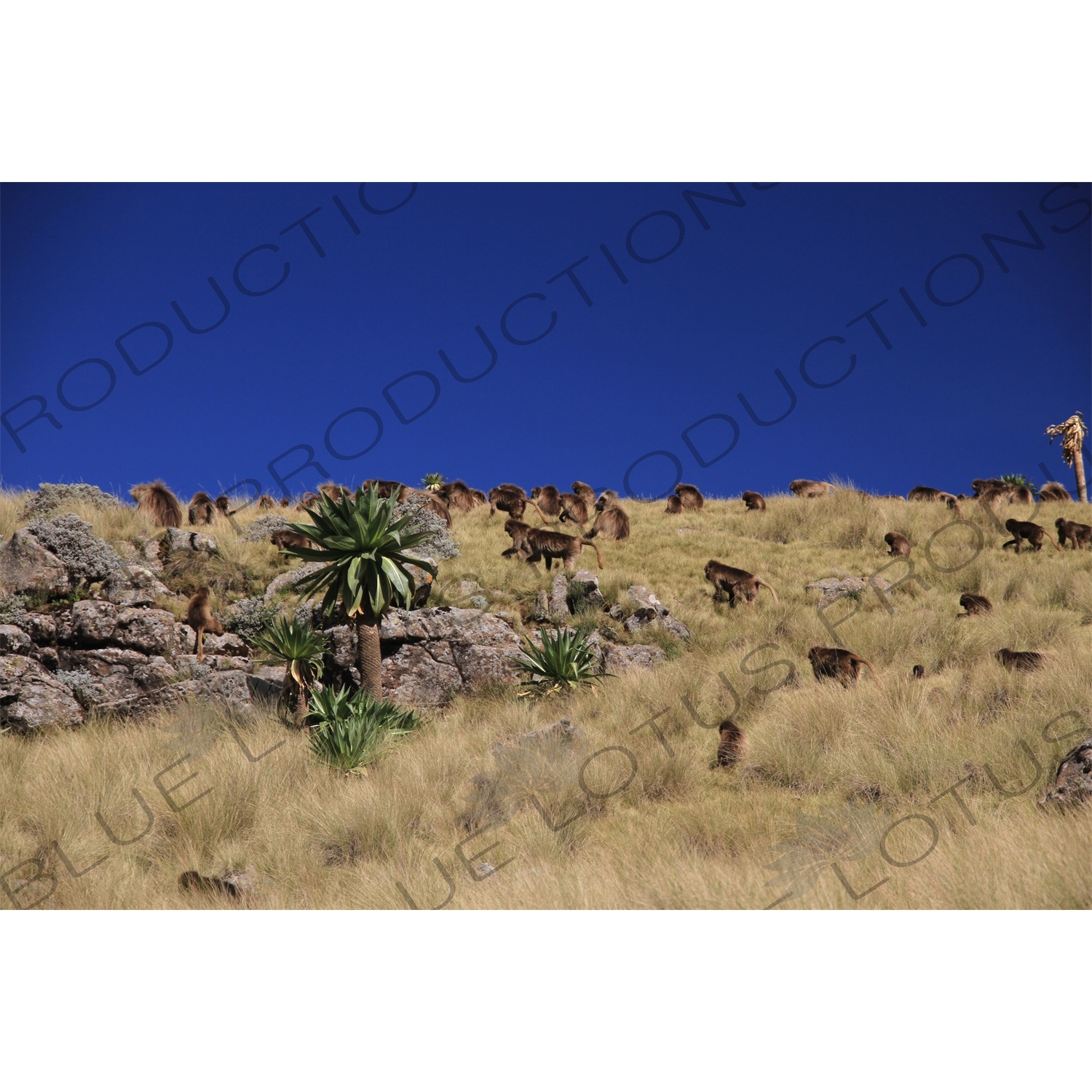 Troop of Baboons in Simien Mountains National Park