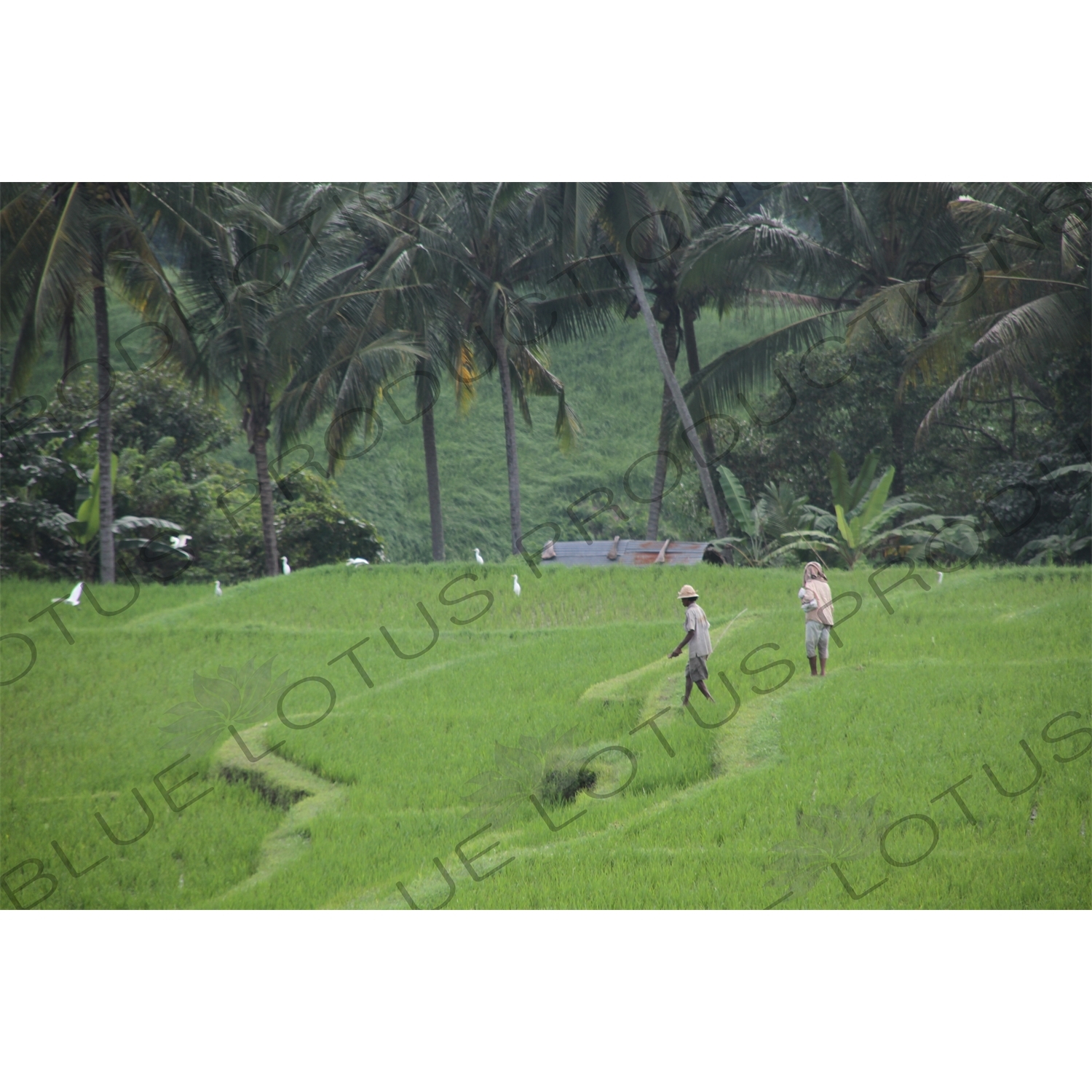 Farmers Standing in a Paddy Field in Bali