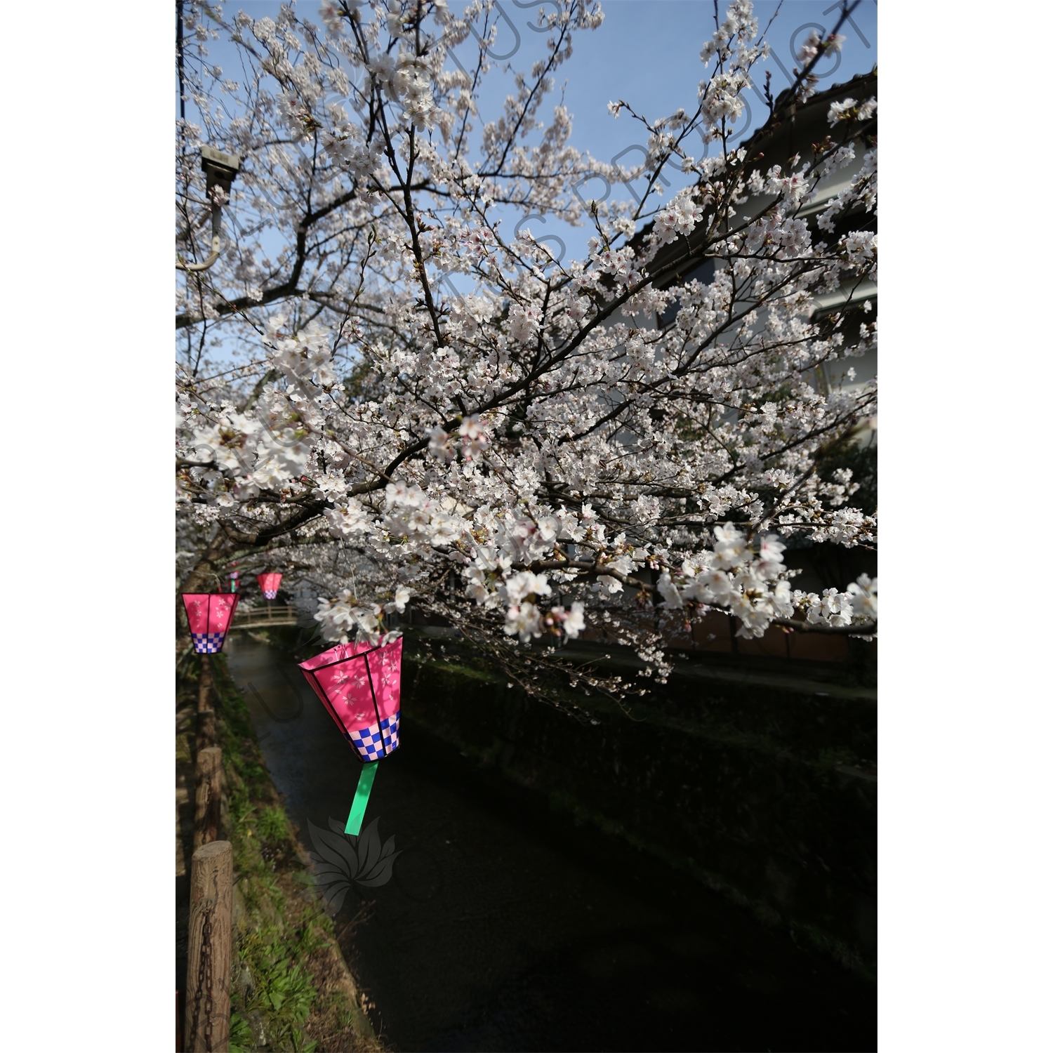 Lanterns Hanging in Cherry Blossom Trees in Kinosaki Onsen