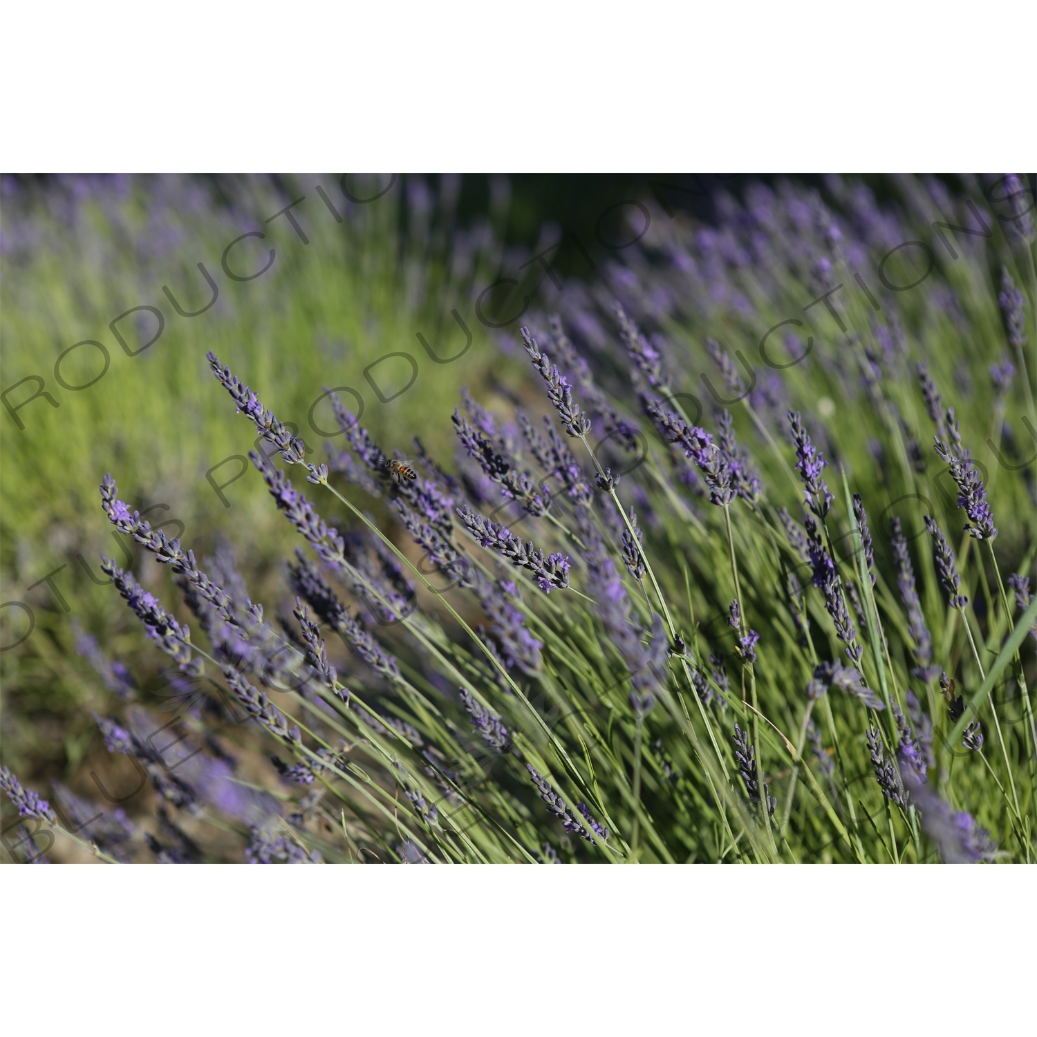 Bee Flying around Lavender Flowers near Château de Lacoste