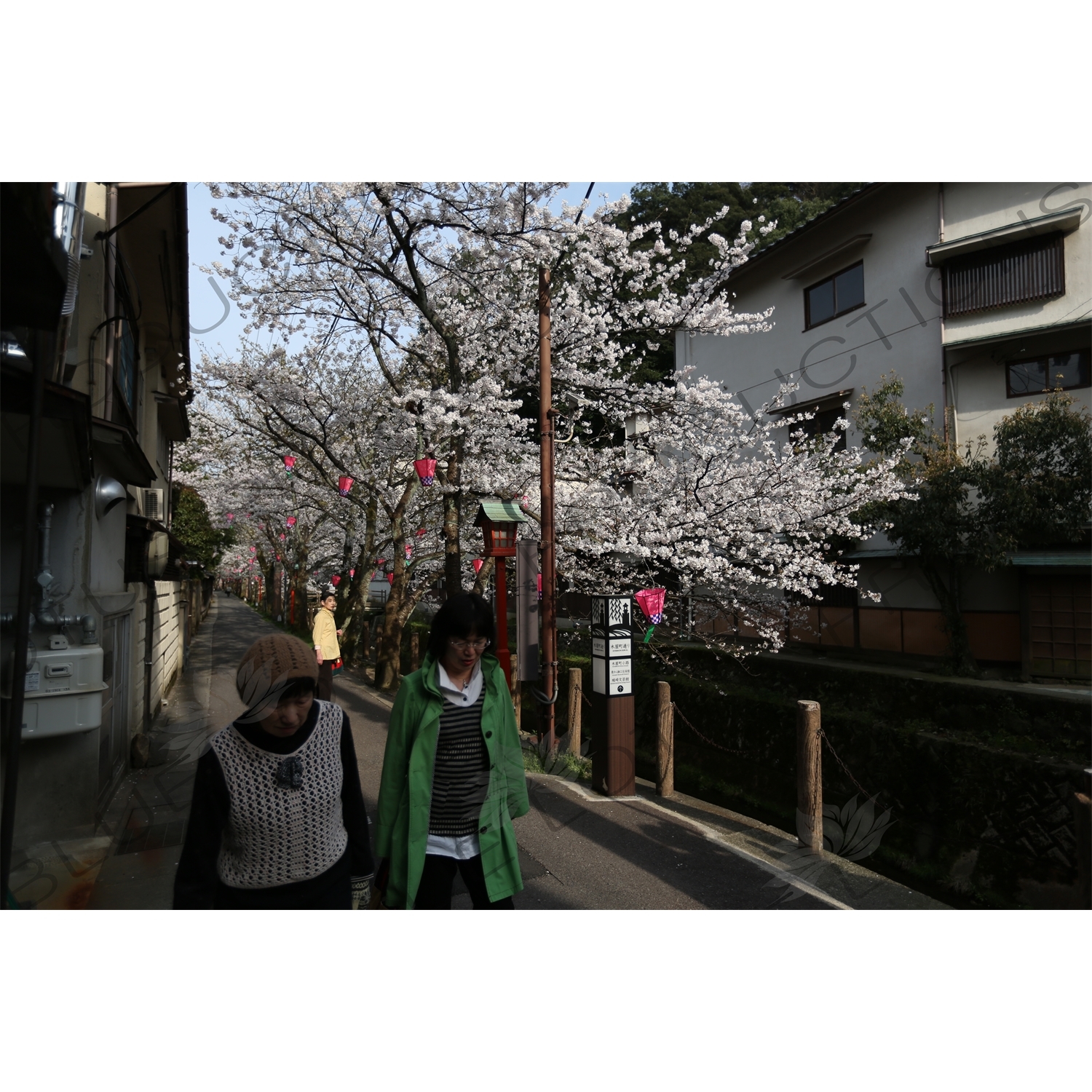 Lanterns Hanging in Cherry Blossom Trees in Kinosaki Onsen