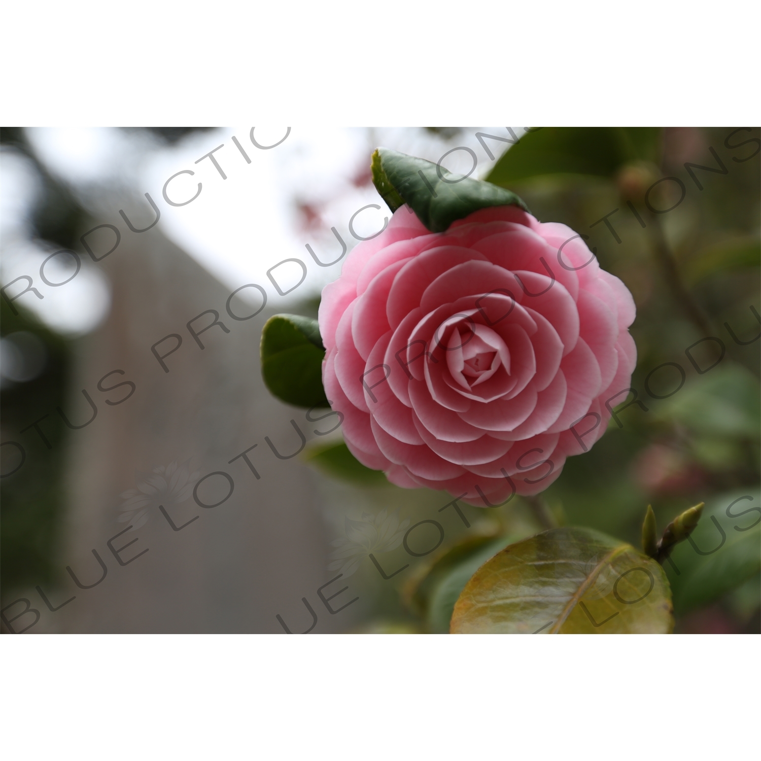 Otome-tsubaki/Japanese Camellia Flower in Kencho-ji in Kamakura