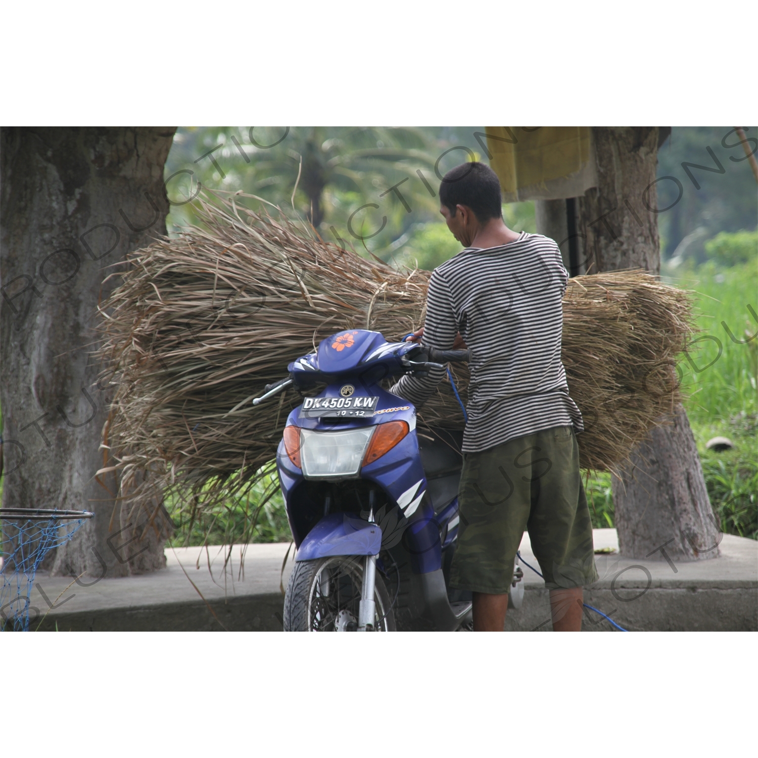 Man Loading Dry Grass on to the Back of a Motorbike in Bali