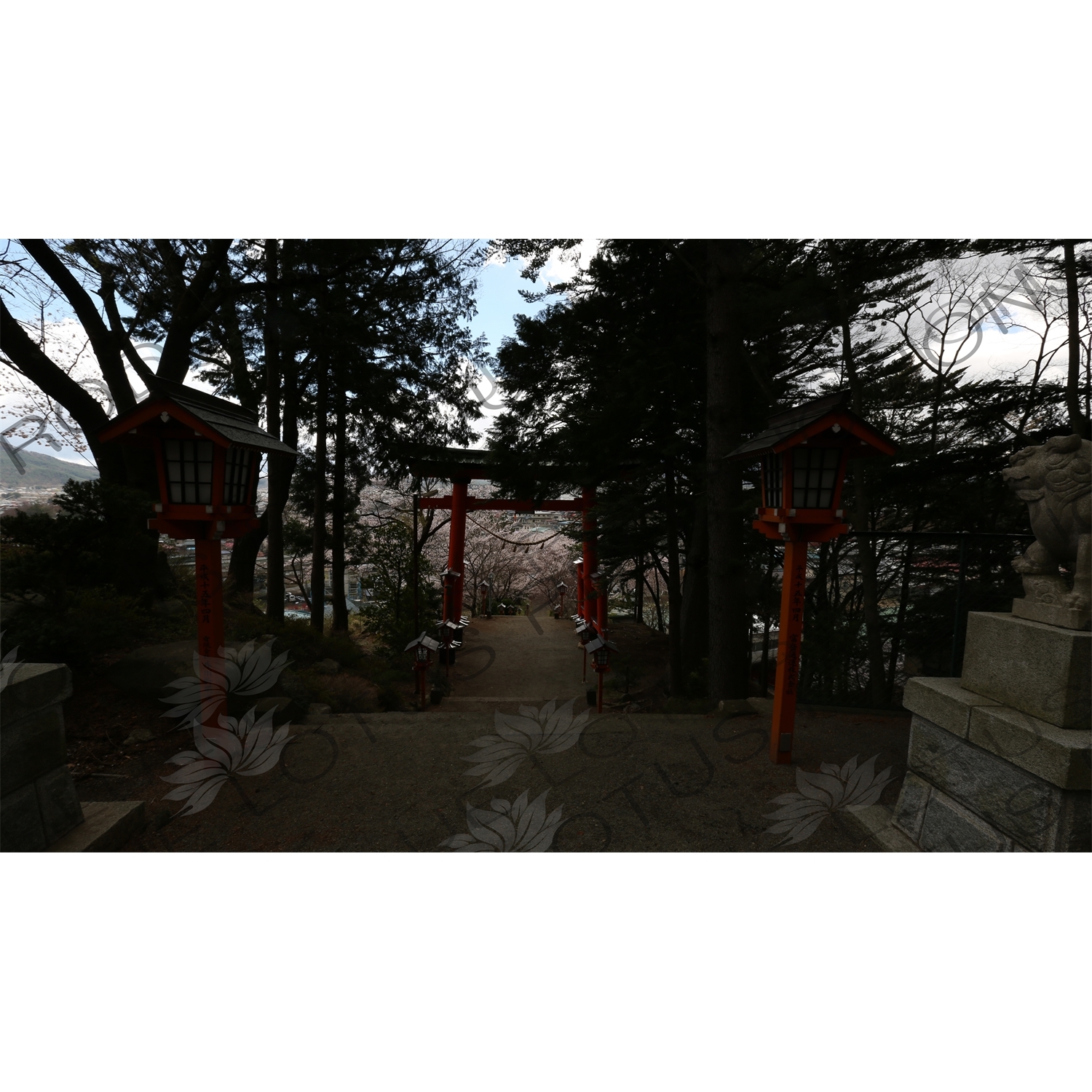 Torii at the Entrance to Arakura Sengen Shrine