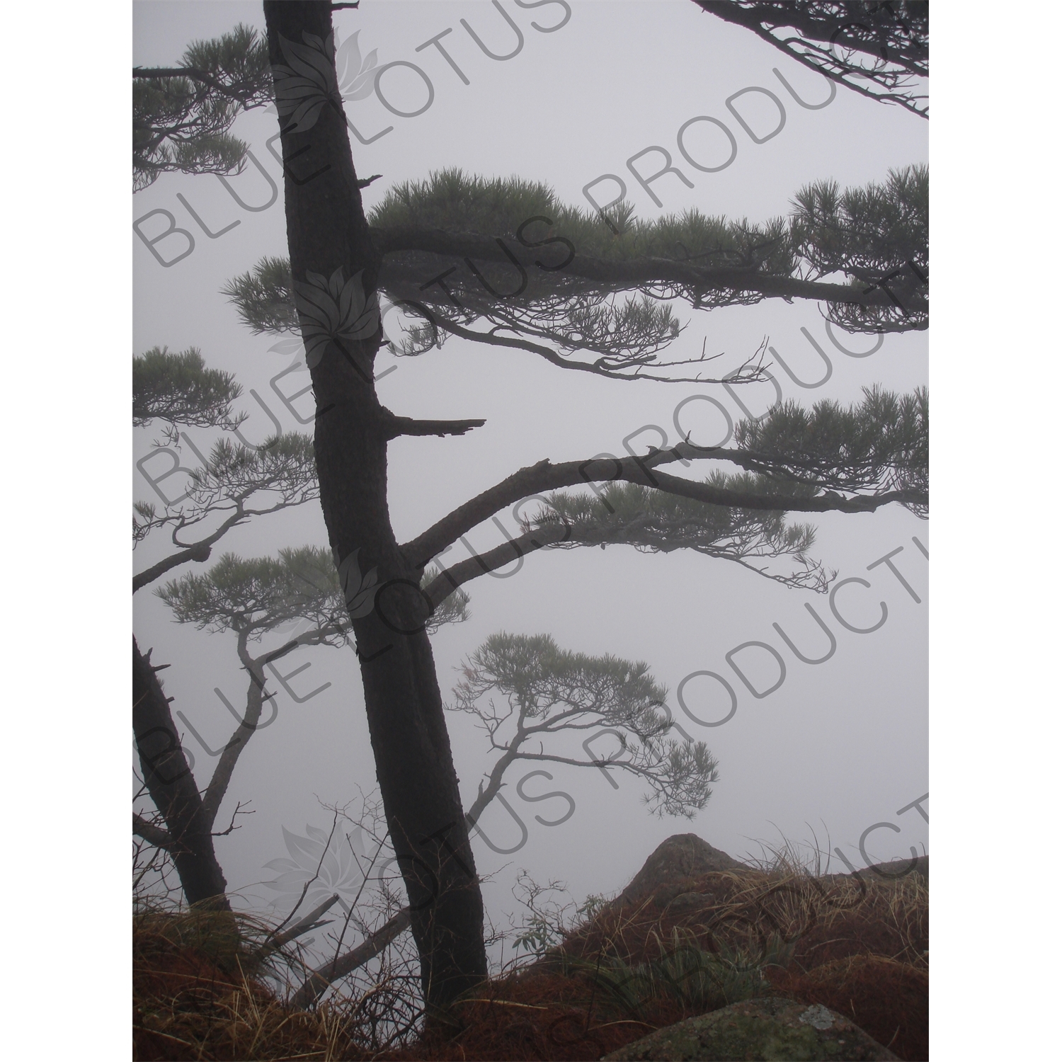 Tree on Yellow Mountain (Huang Shan) in Anhui Province