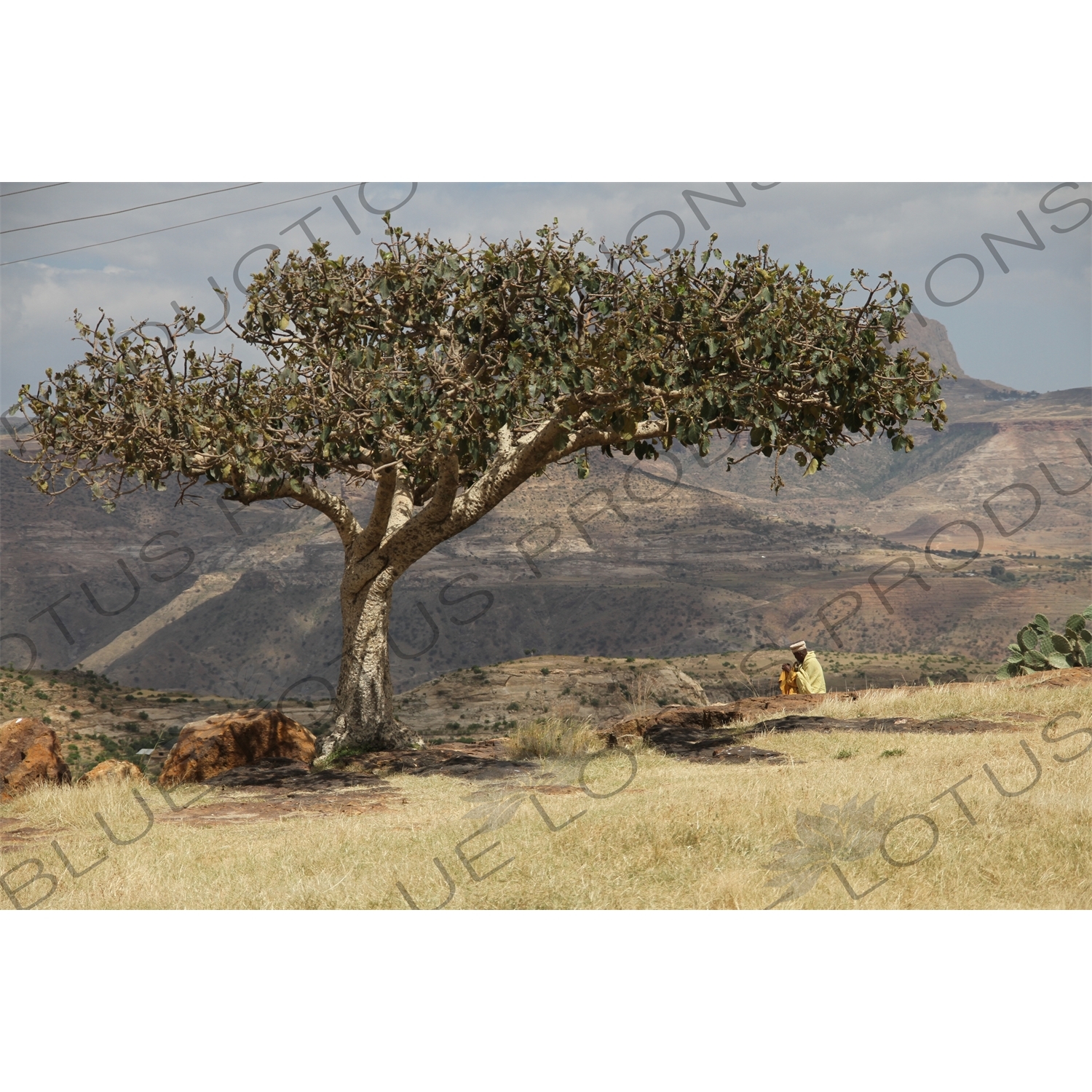 Priest Sitting under a Tree at Debre Damo