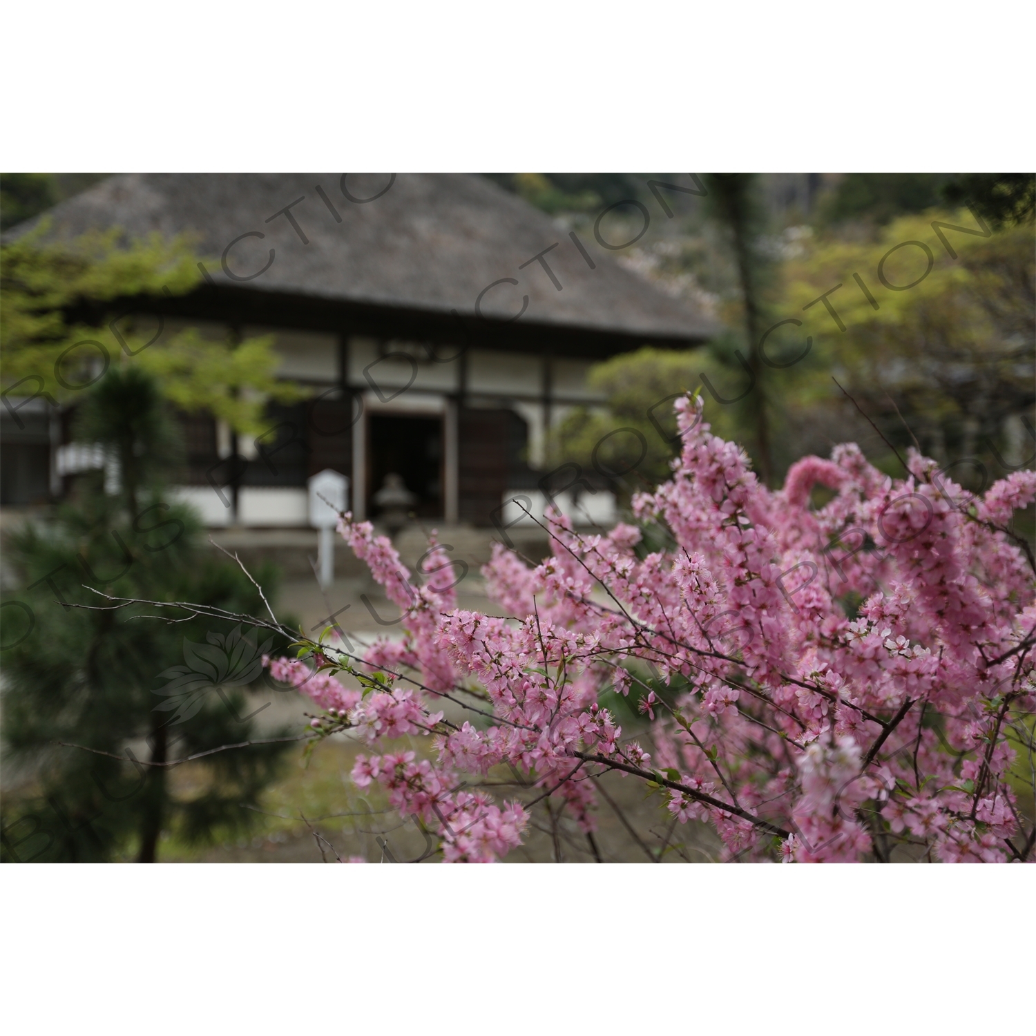 Cherry Blossom (Sakura) in Engaku-ji in Kamakura