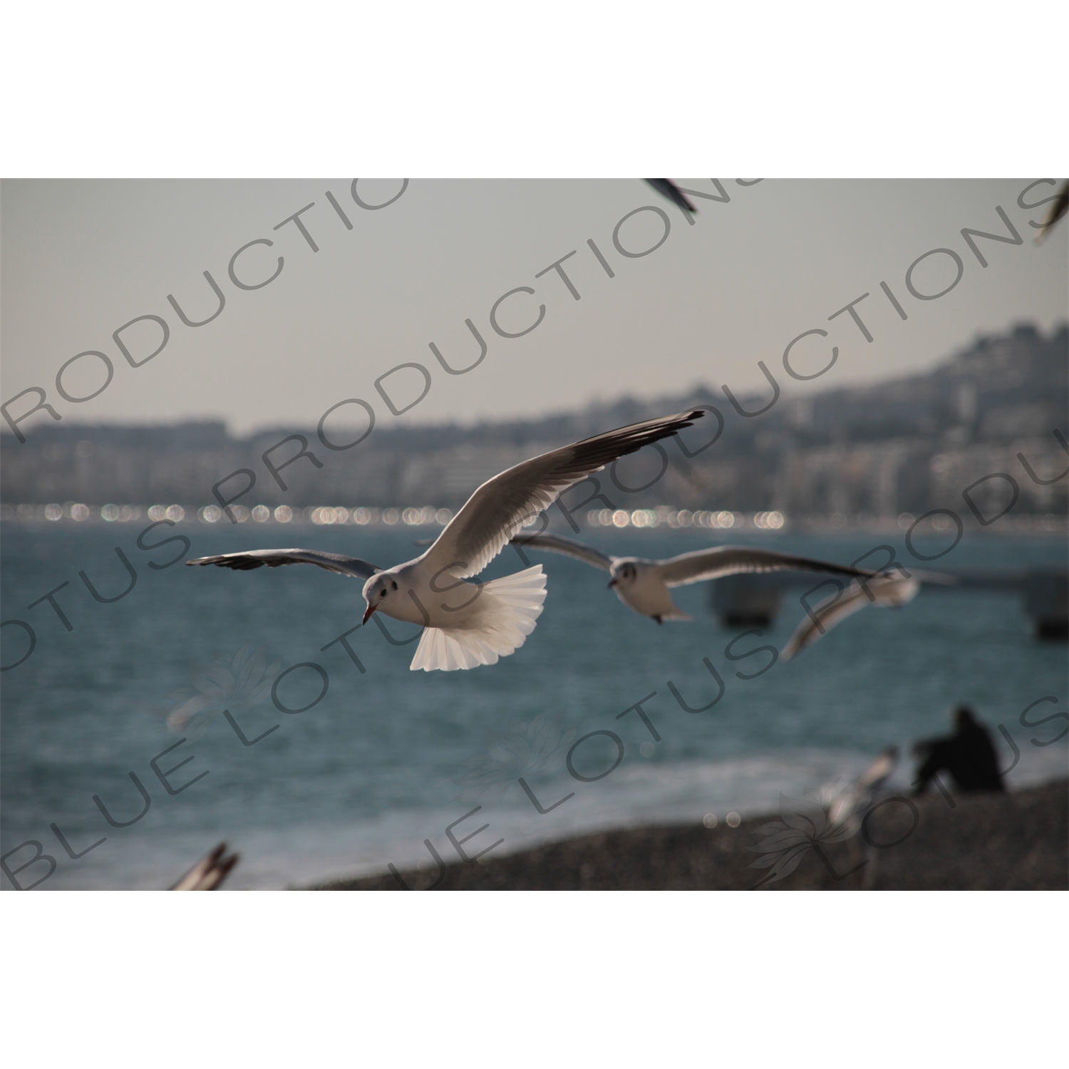 Seagulls on the Beach in Nice