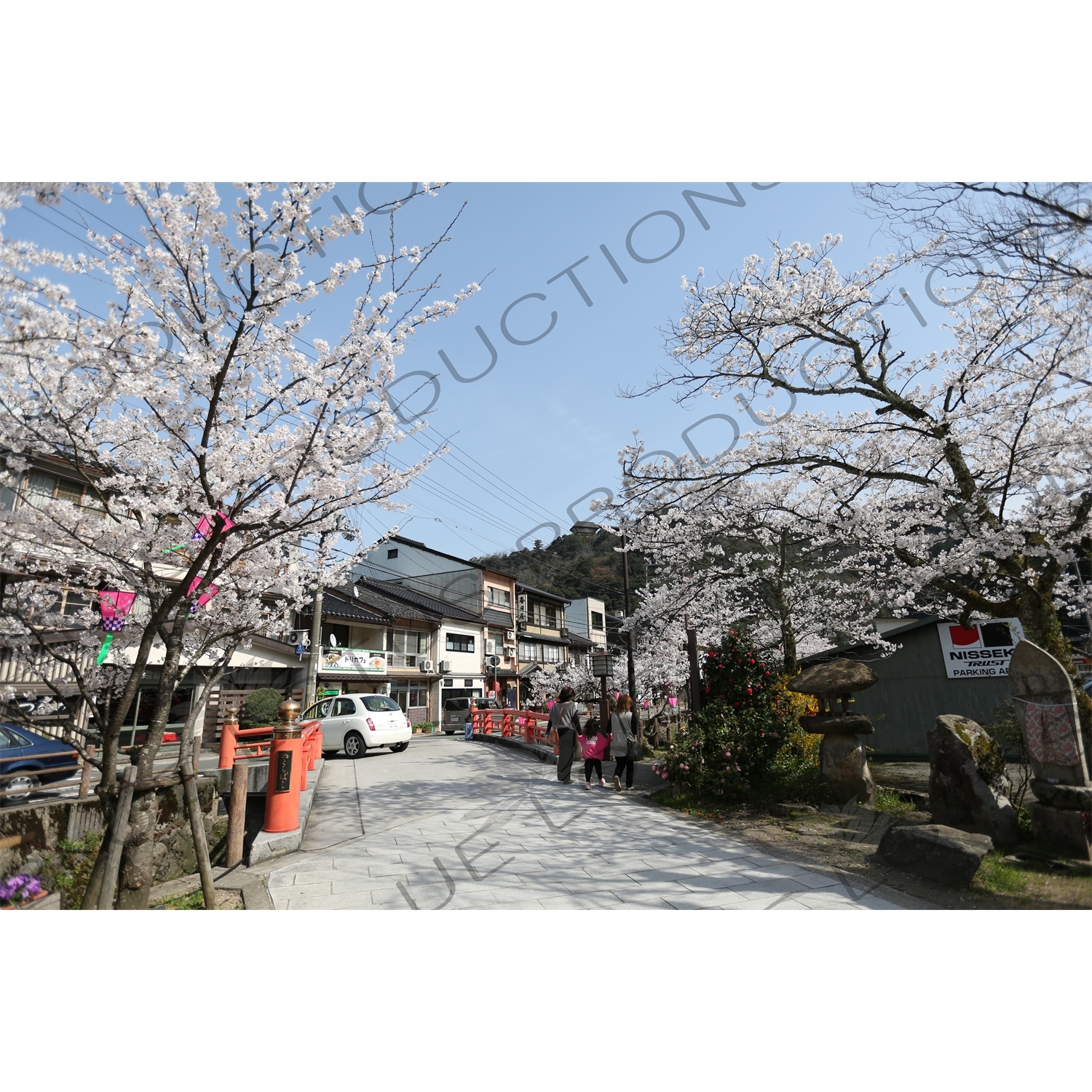 Lanterns Hanging in Cherry Blossom Trees in Kinosaki Onsen