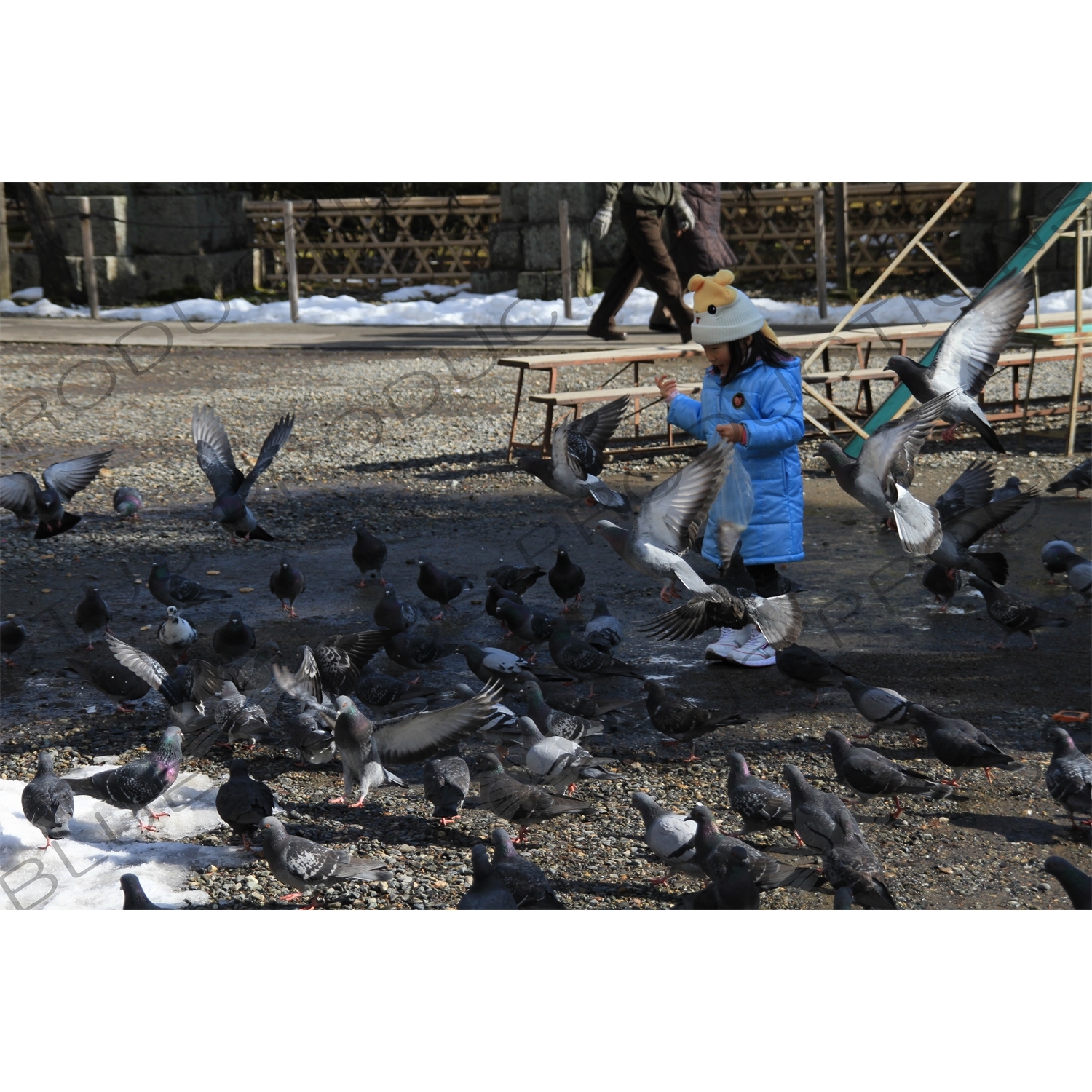 Pigeons in Zenko-ji in Nagano