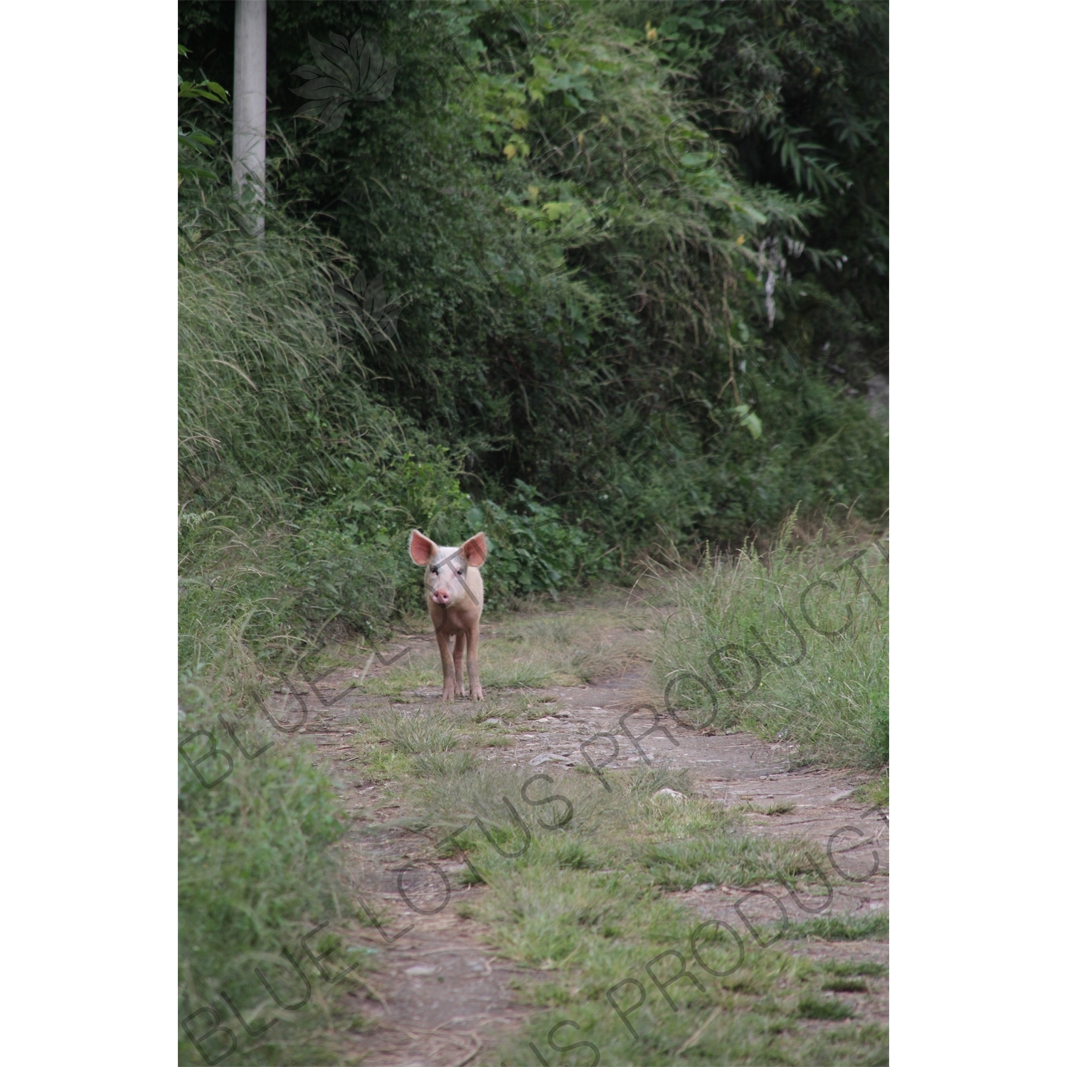 Pig on a Path near the Jinsha River in the Tiger Leaping Gorge (Hu Tiao Xia) Scenic Area