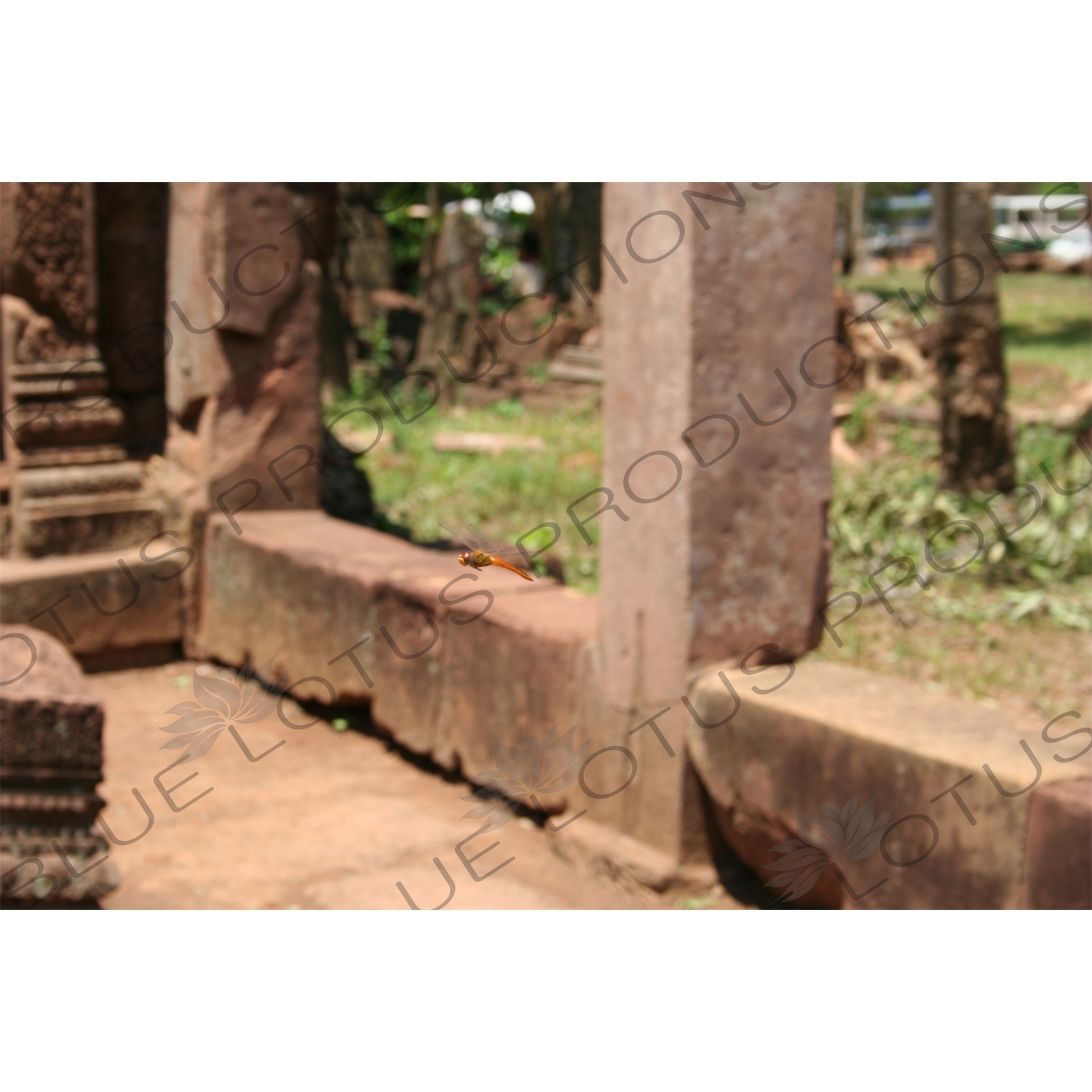 Dragonfly in Banteay Srei in Angkor