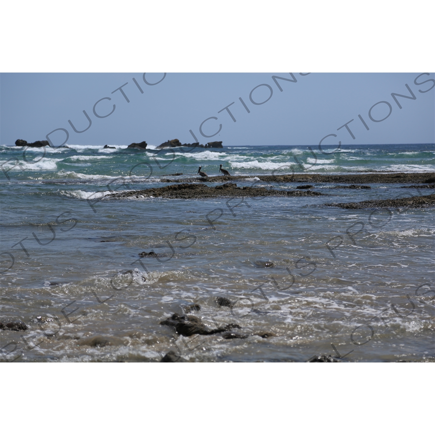 Brown Pelicans in the Water off Playa Guiones in Nosara