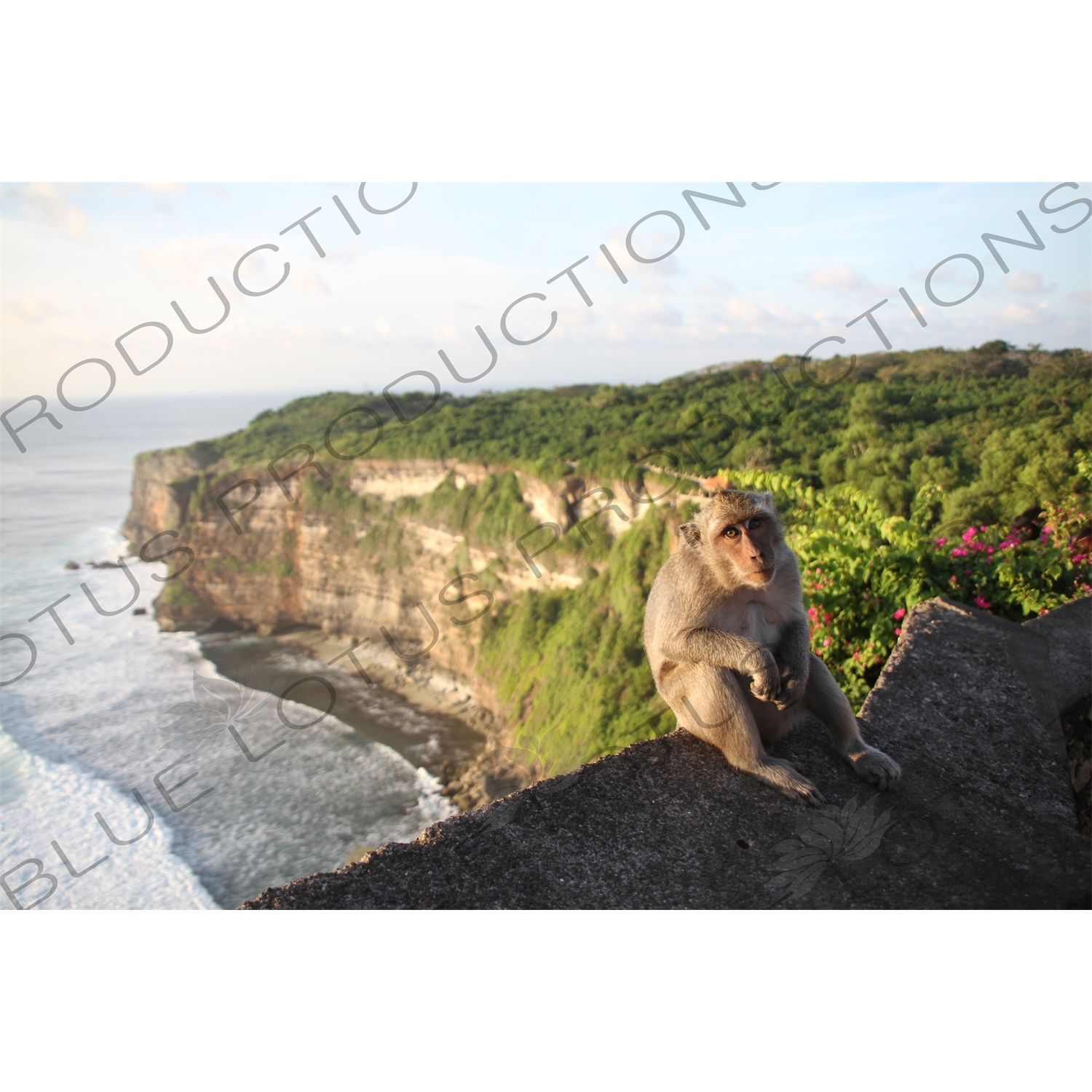 Crab Eating Macaque Sitting on a Sea Wall at the Ubud Monkey Forest in Bali