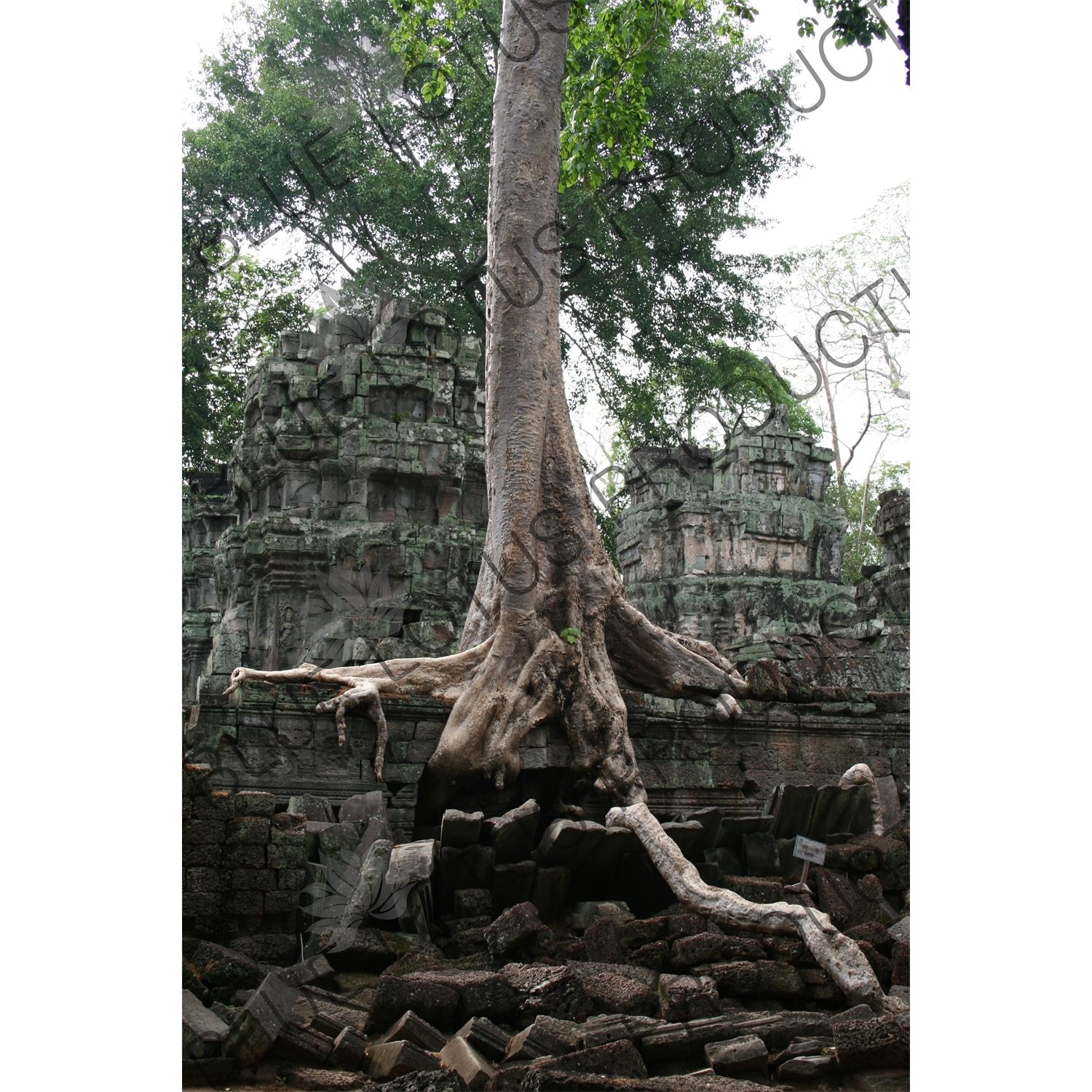 Tree Growing out of Ta Prohm Ruins in Angkor