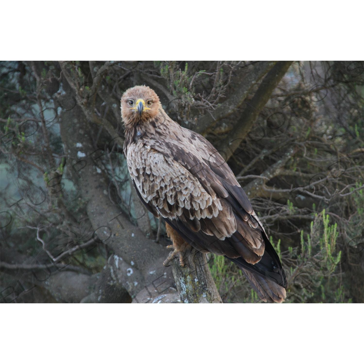 Golden Eagle in Simien Mountains National Park