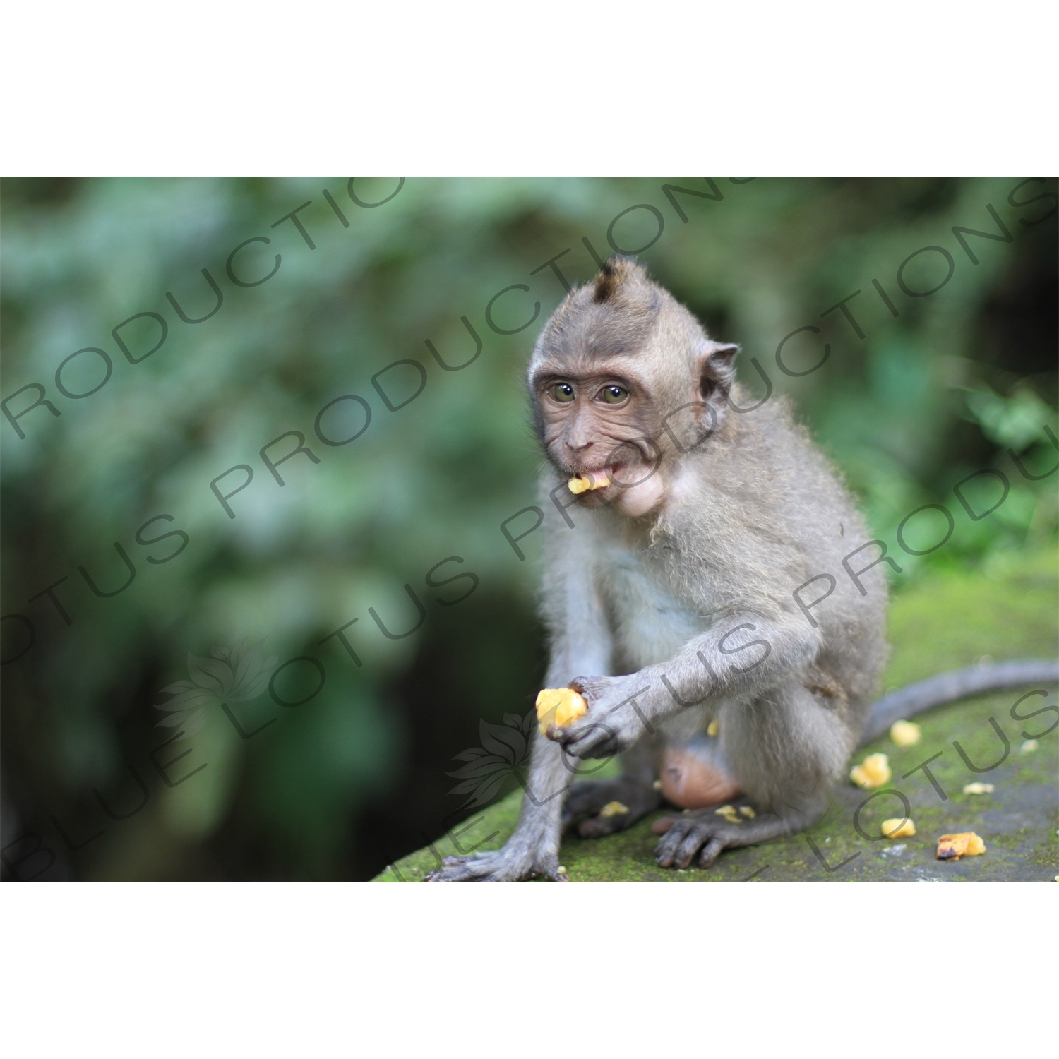 Monkey Eating in a Park in Bali