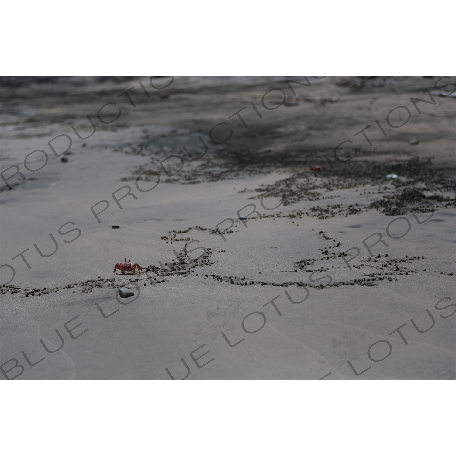 Red Fiddler Crabs on Playa Guiones in Nosara