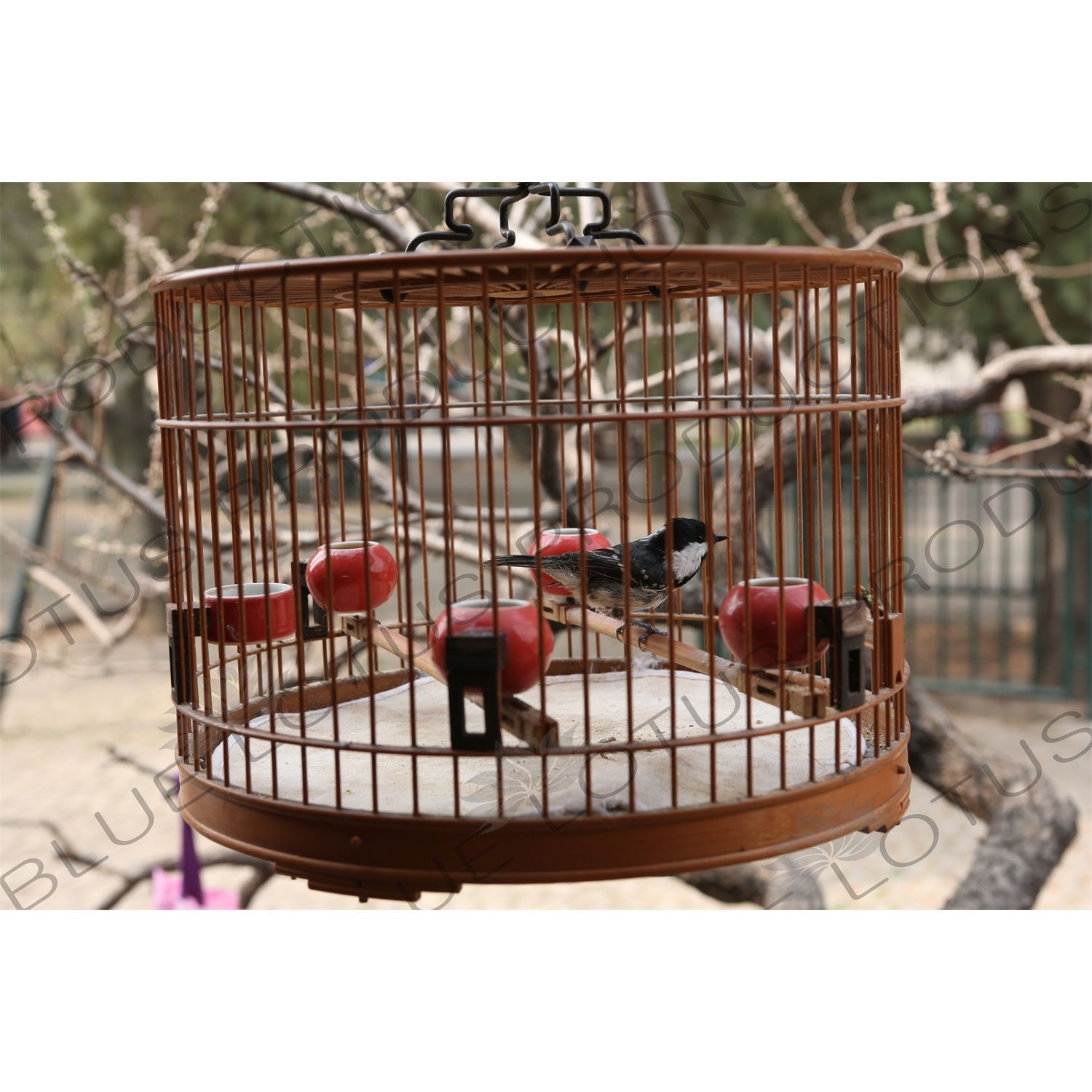 Bird in a Traditional Chinese Cage near the Long Corridor (Chang Lang) in the Temple of Heaven (Tiantan) in Beijing