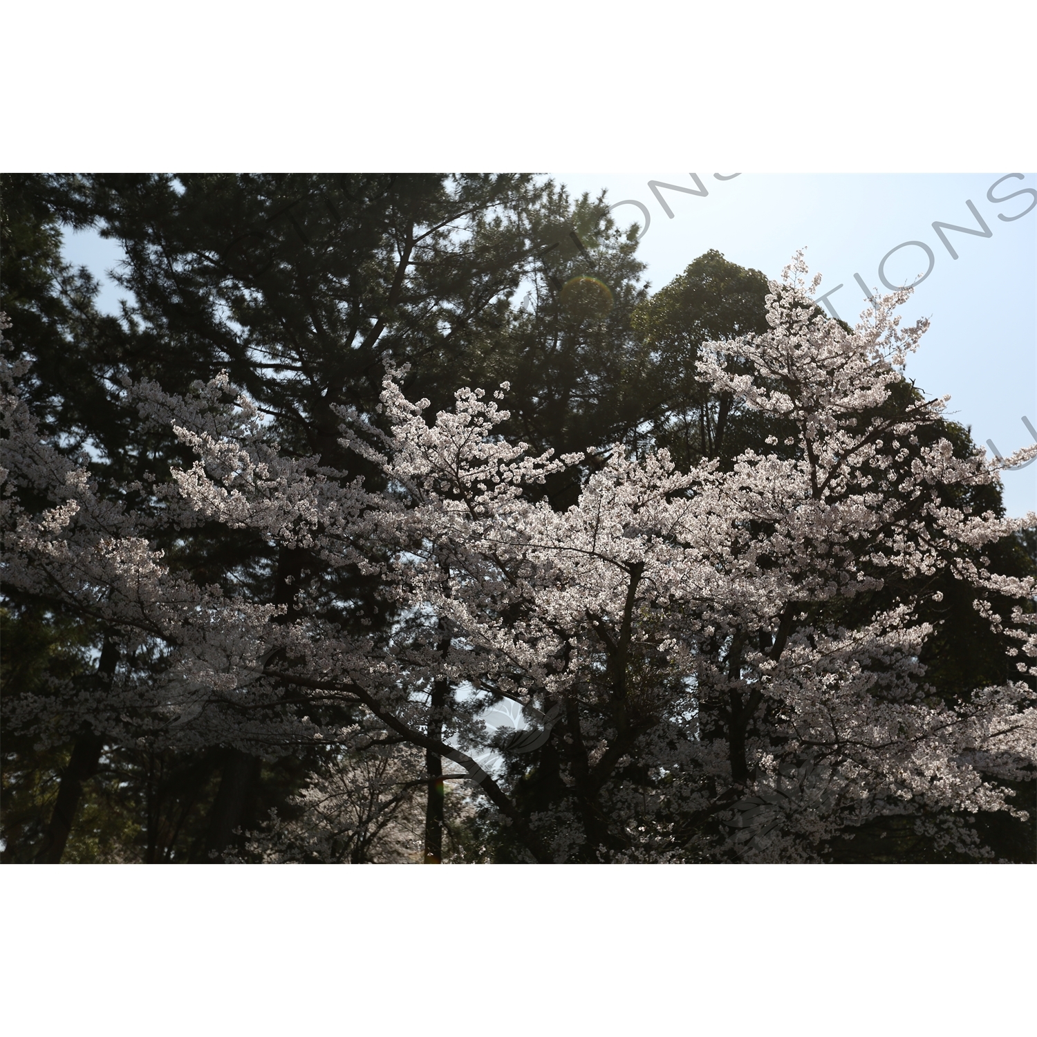 Cherry Blossom Tree in Kofukuji in Nara